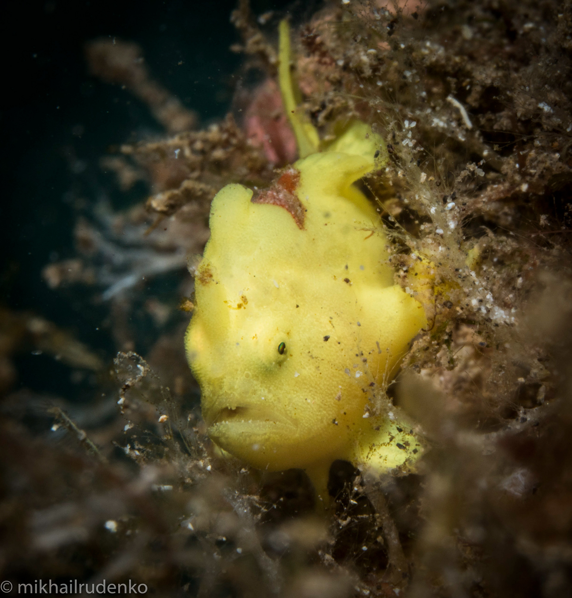 41. Baby Commerson's Frogfish