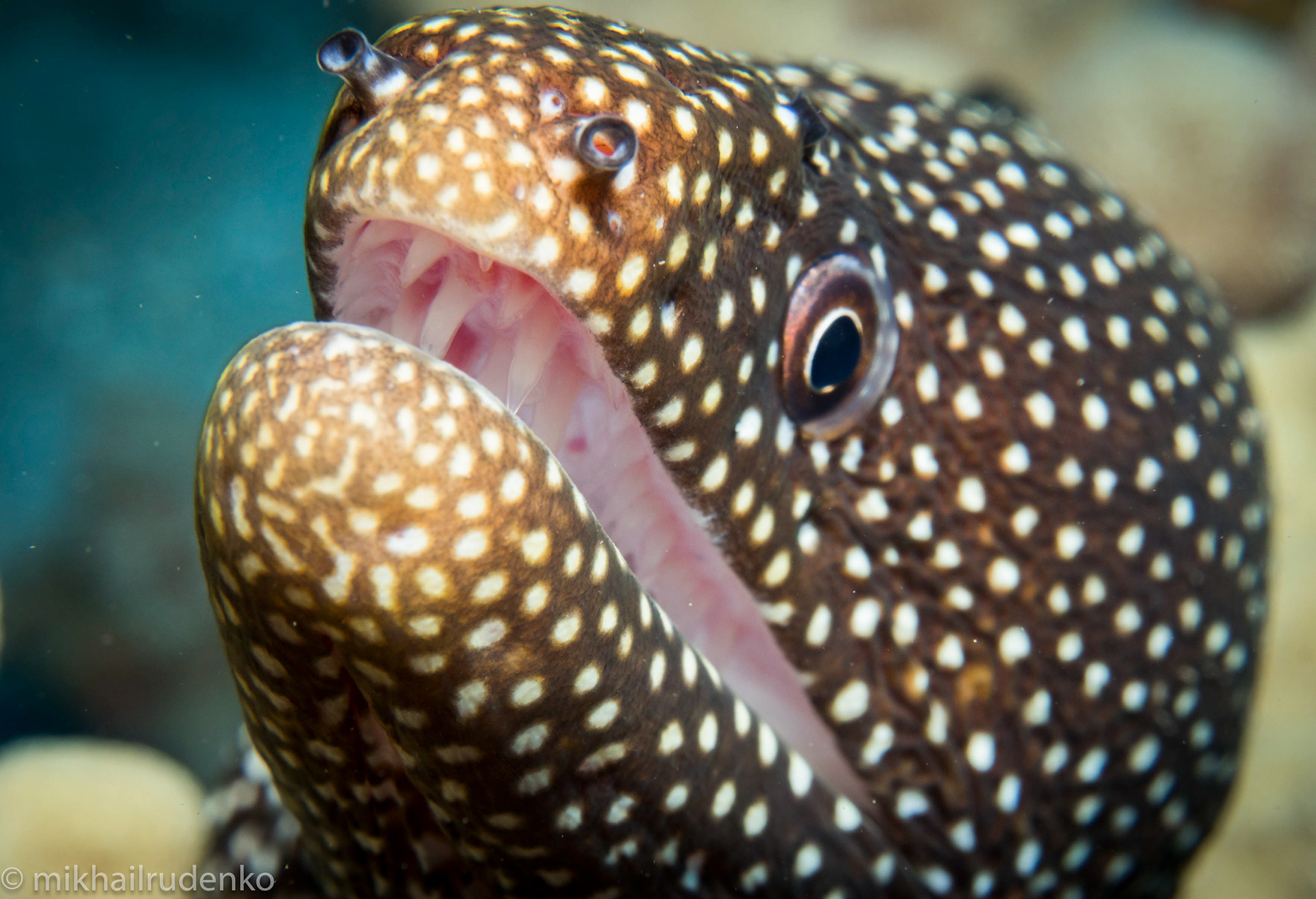 5. Whitemouth moray