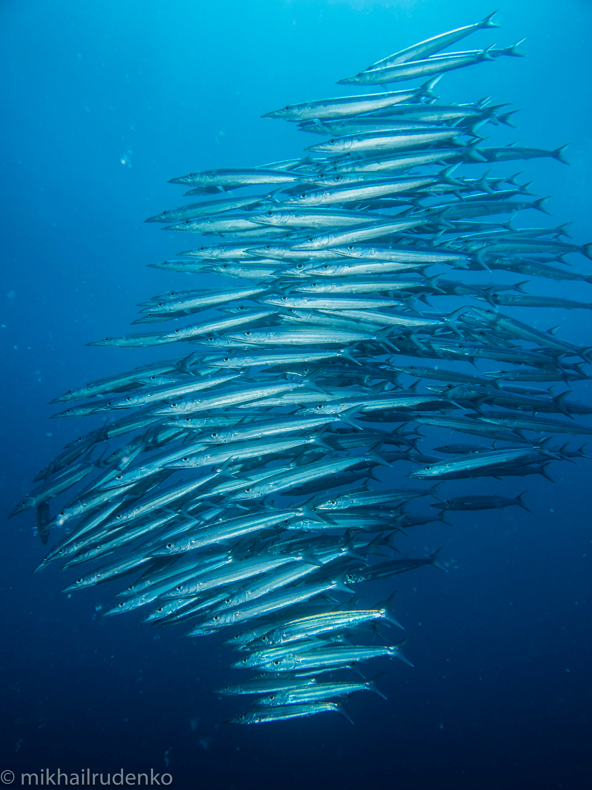8. Heller's Barracuda