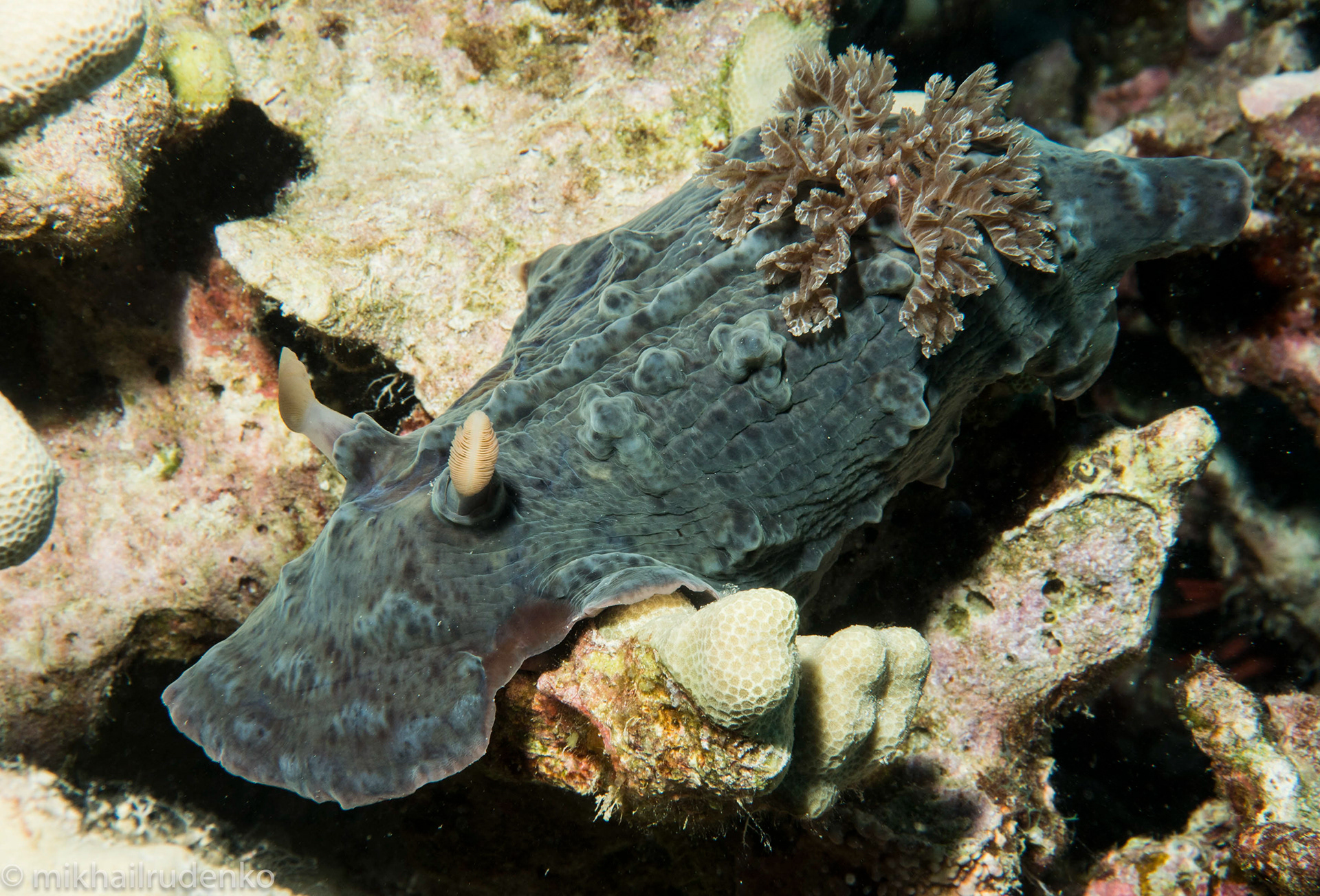 29. Cumpy Nudibranch (extremely rare color variant)