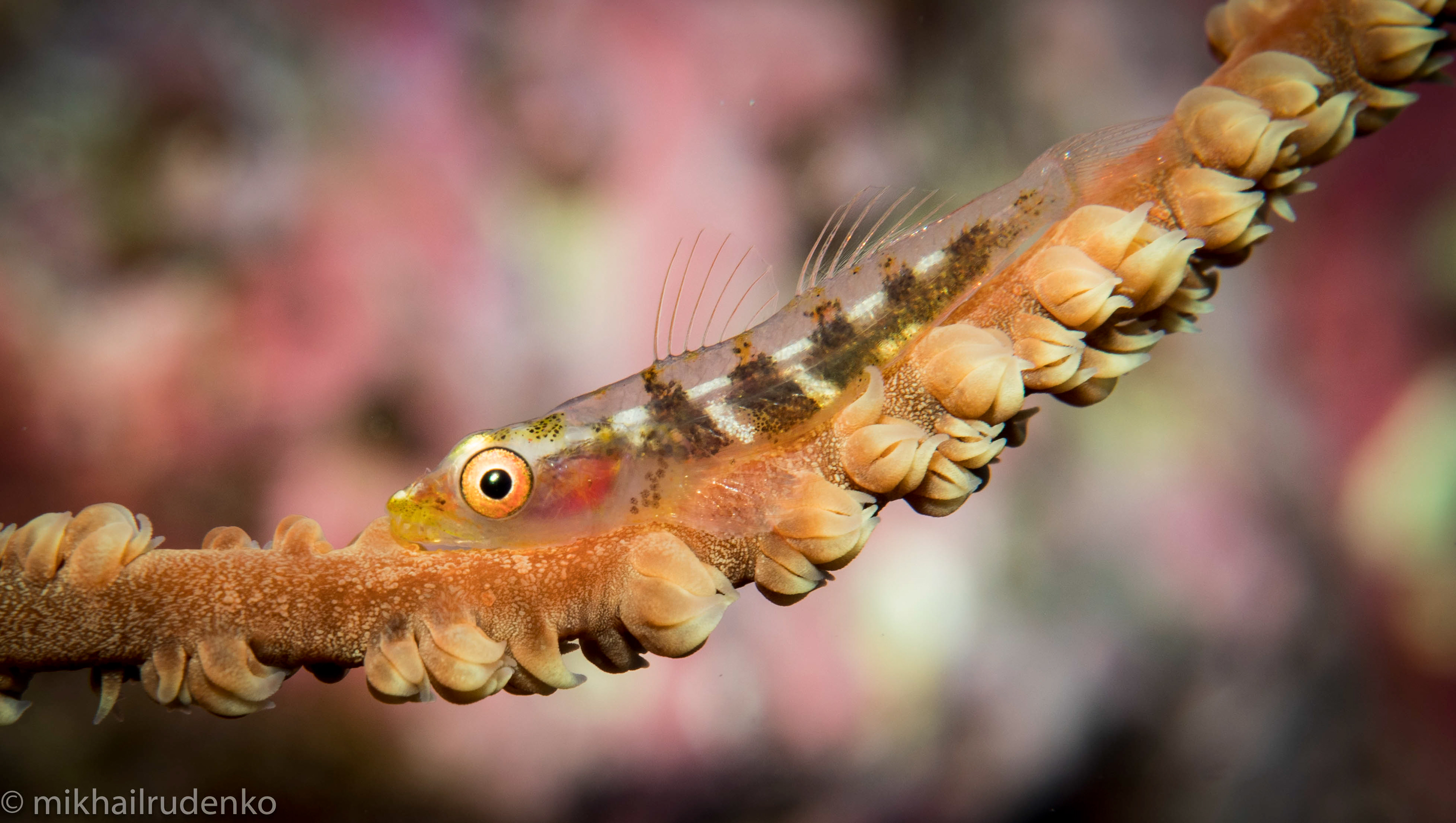 1. Wire Coral Goby