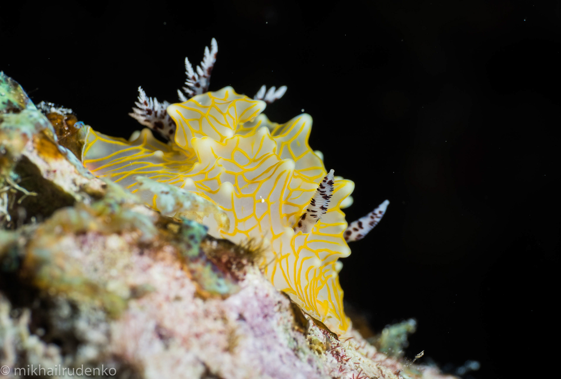 15. Gold-Lace Nudibranch