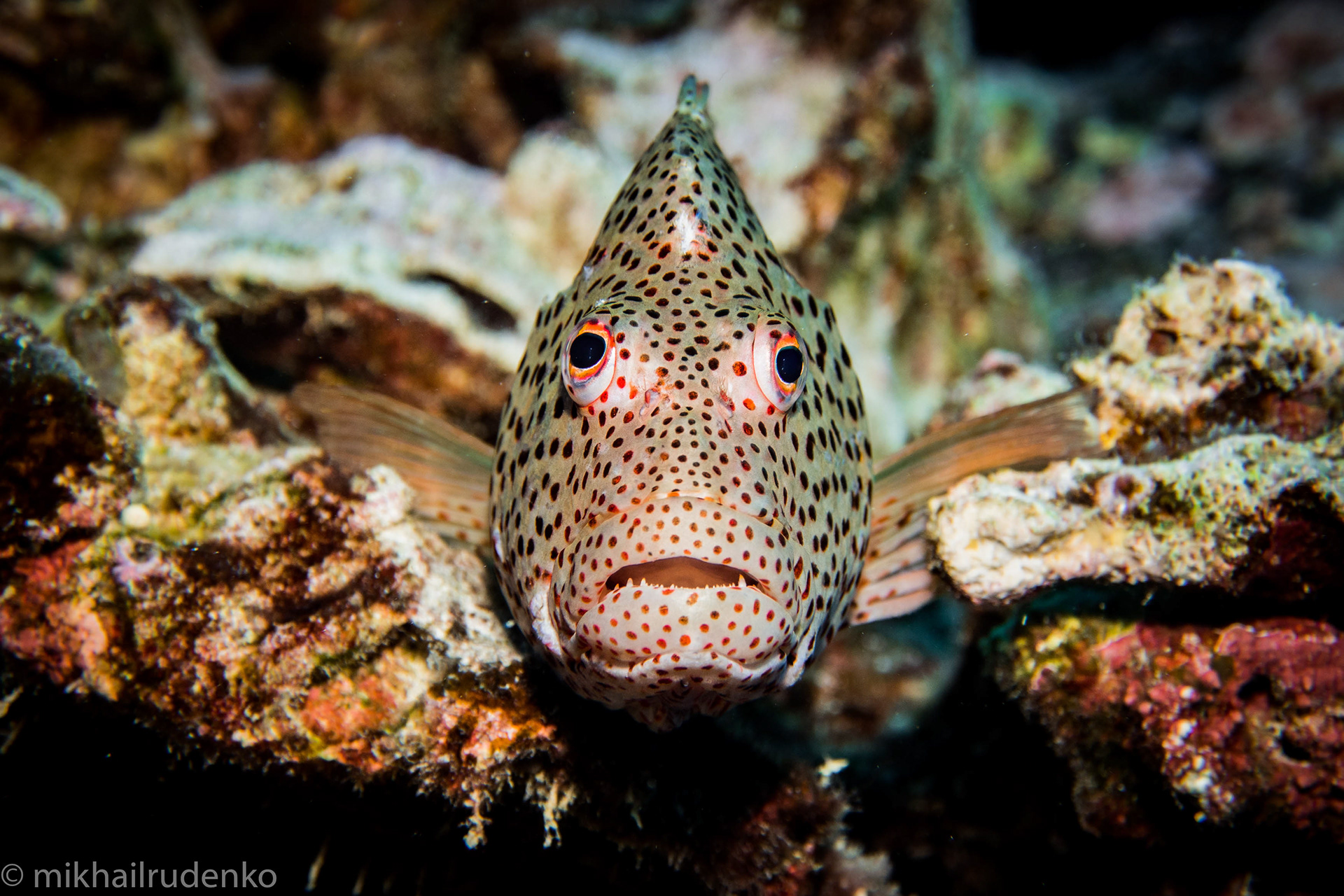 29. Blackside Hawkfish