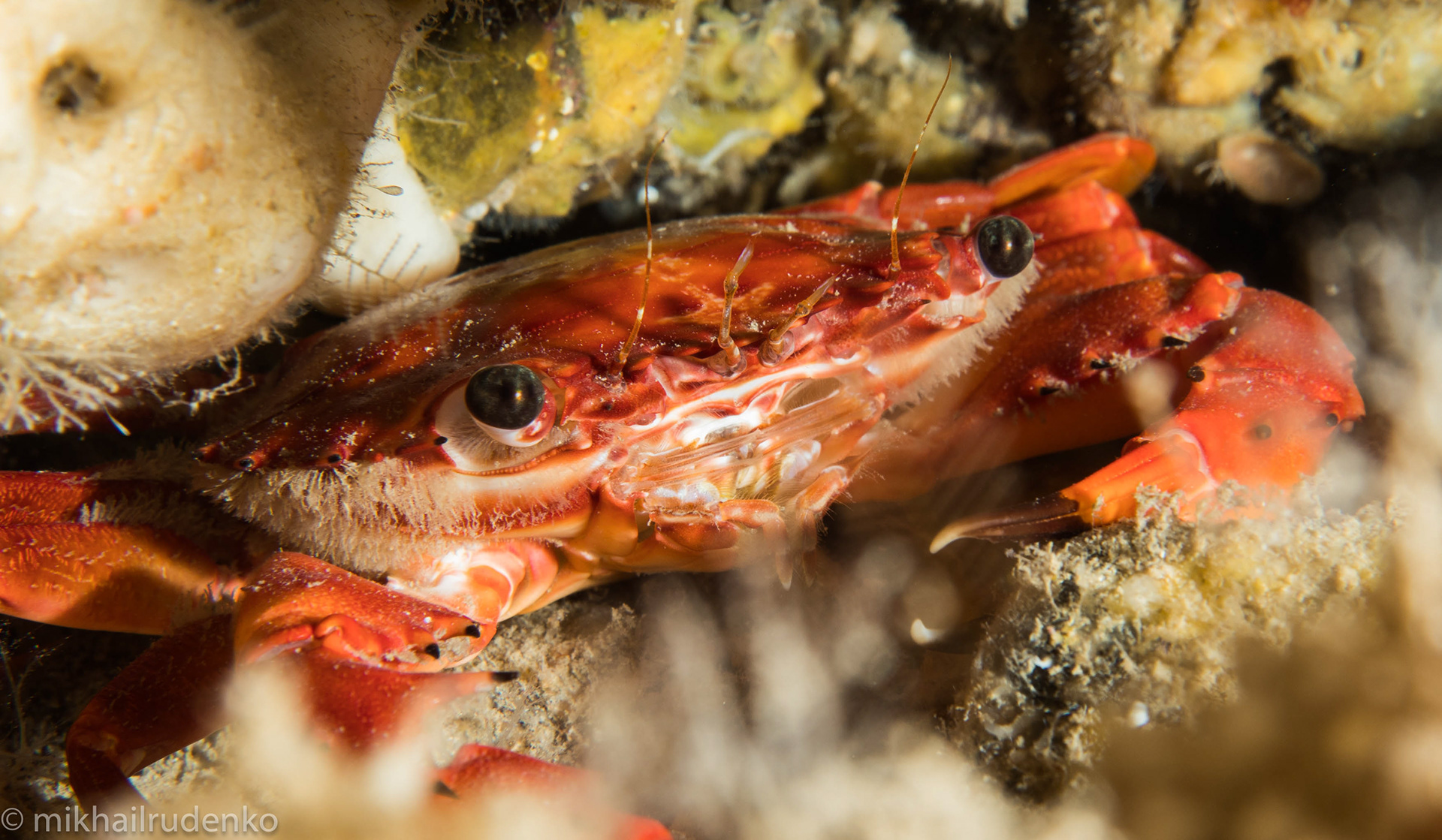 13. Red Swimming crab