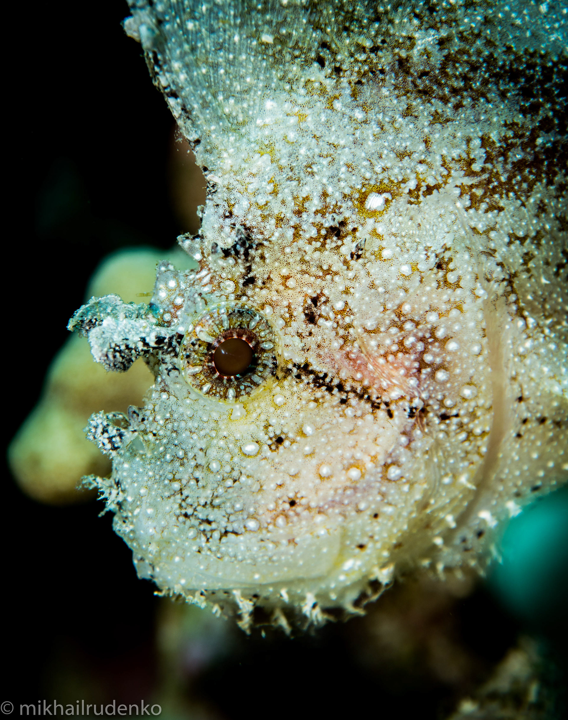 61. Leaf Scorpionfish