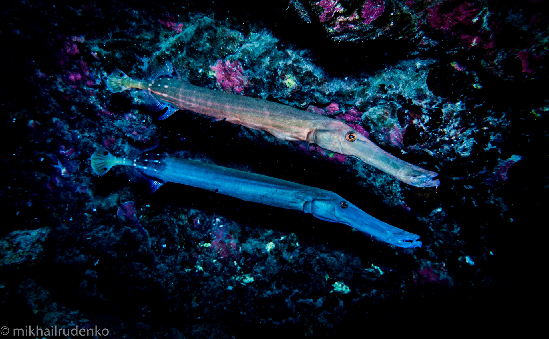 27. Two Trumpetfish