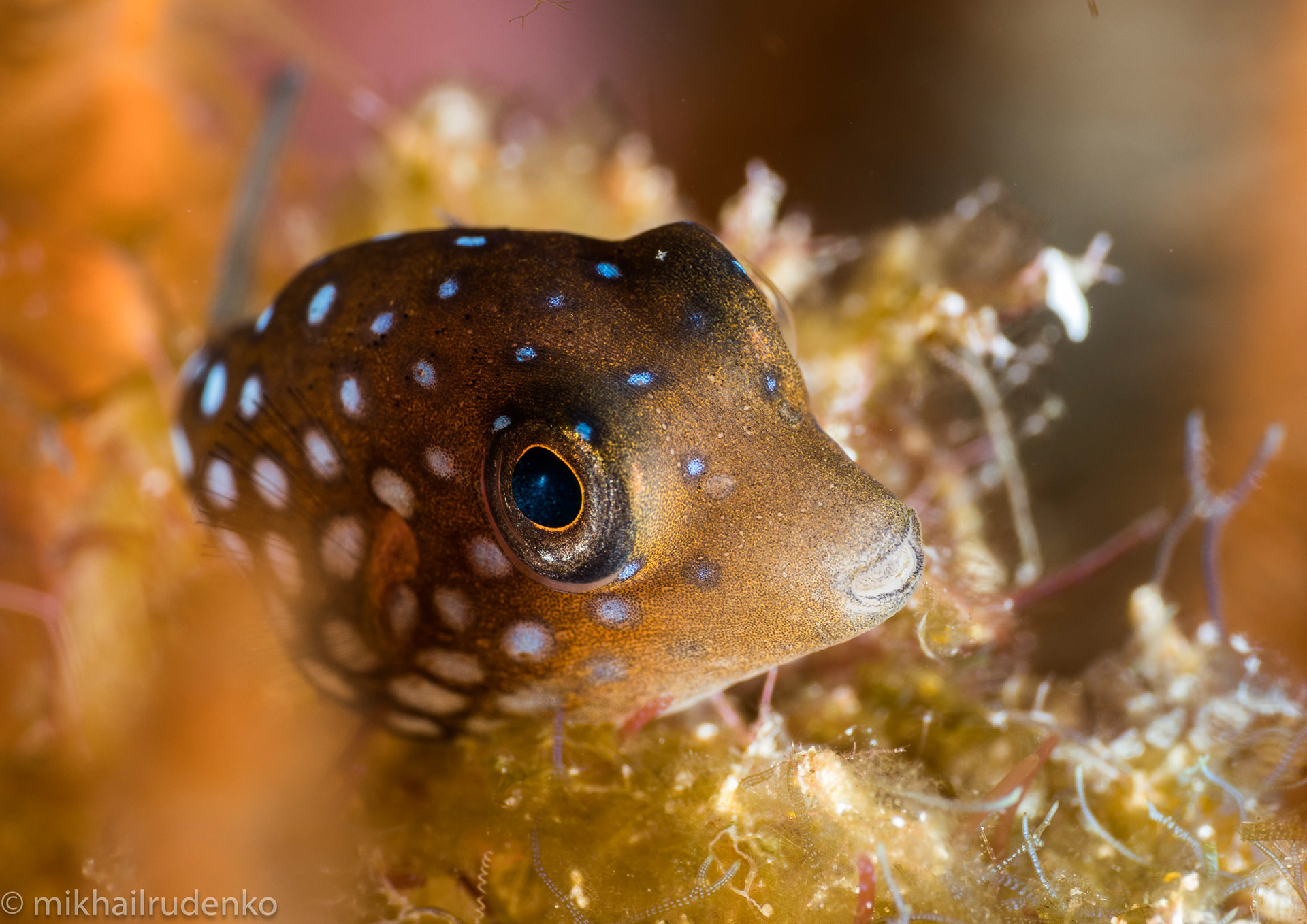 14. Hawaiian Whitespotted Toby