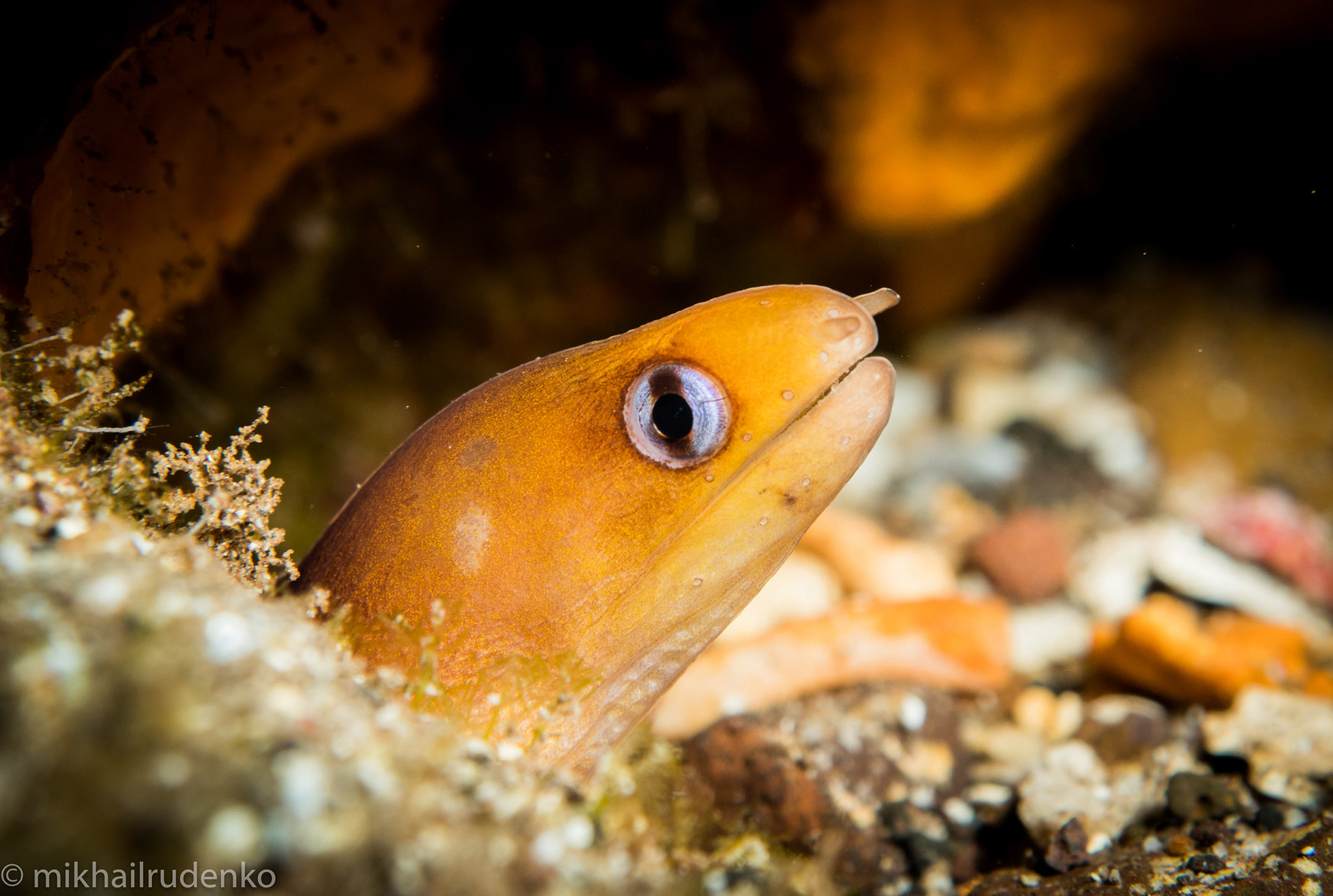 72. Dwarf Moray eel