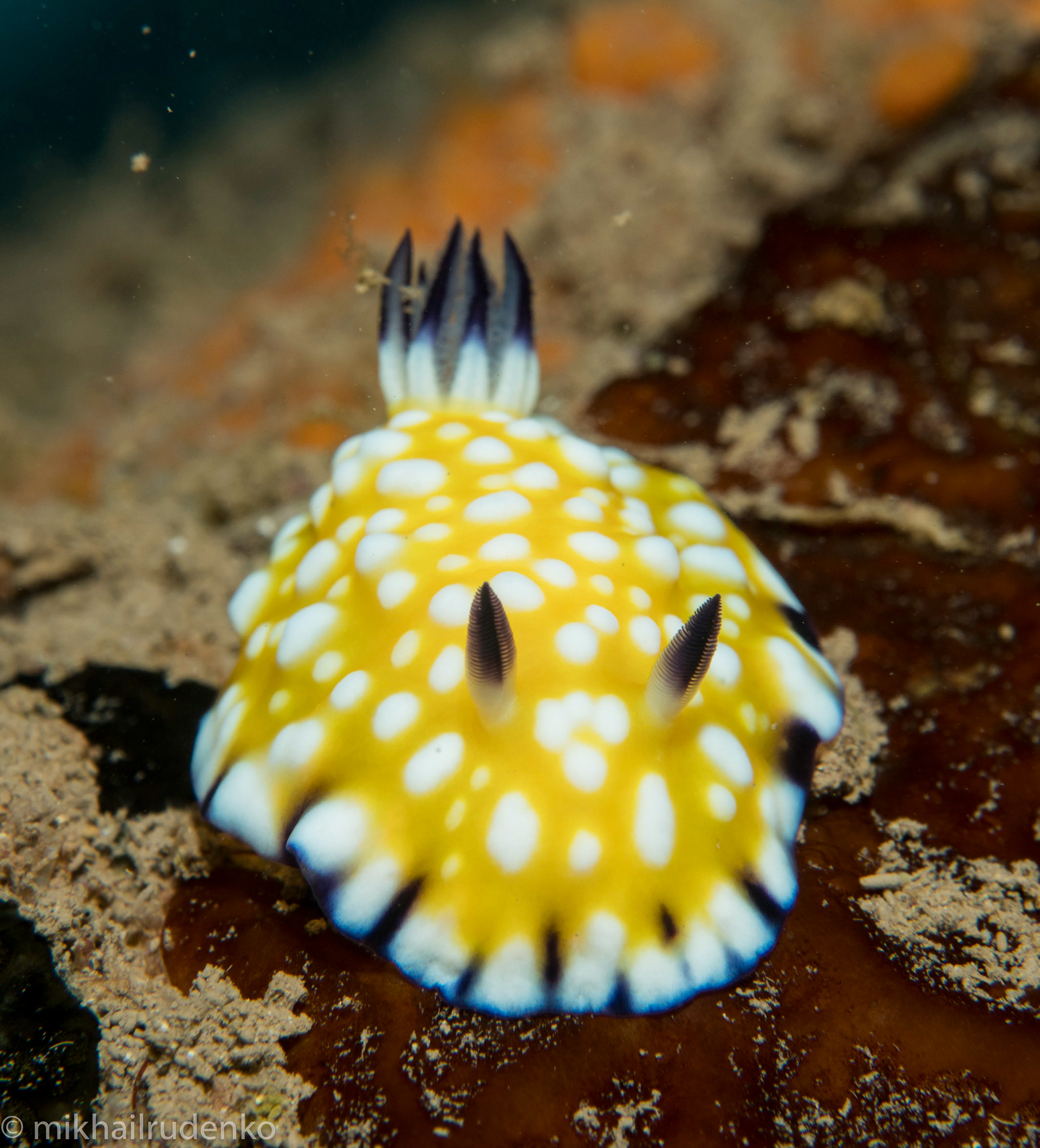 22. Trembling nudi