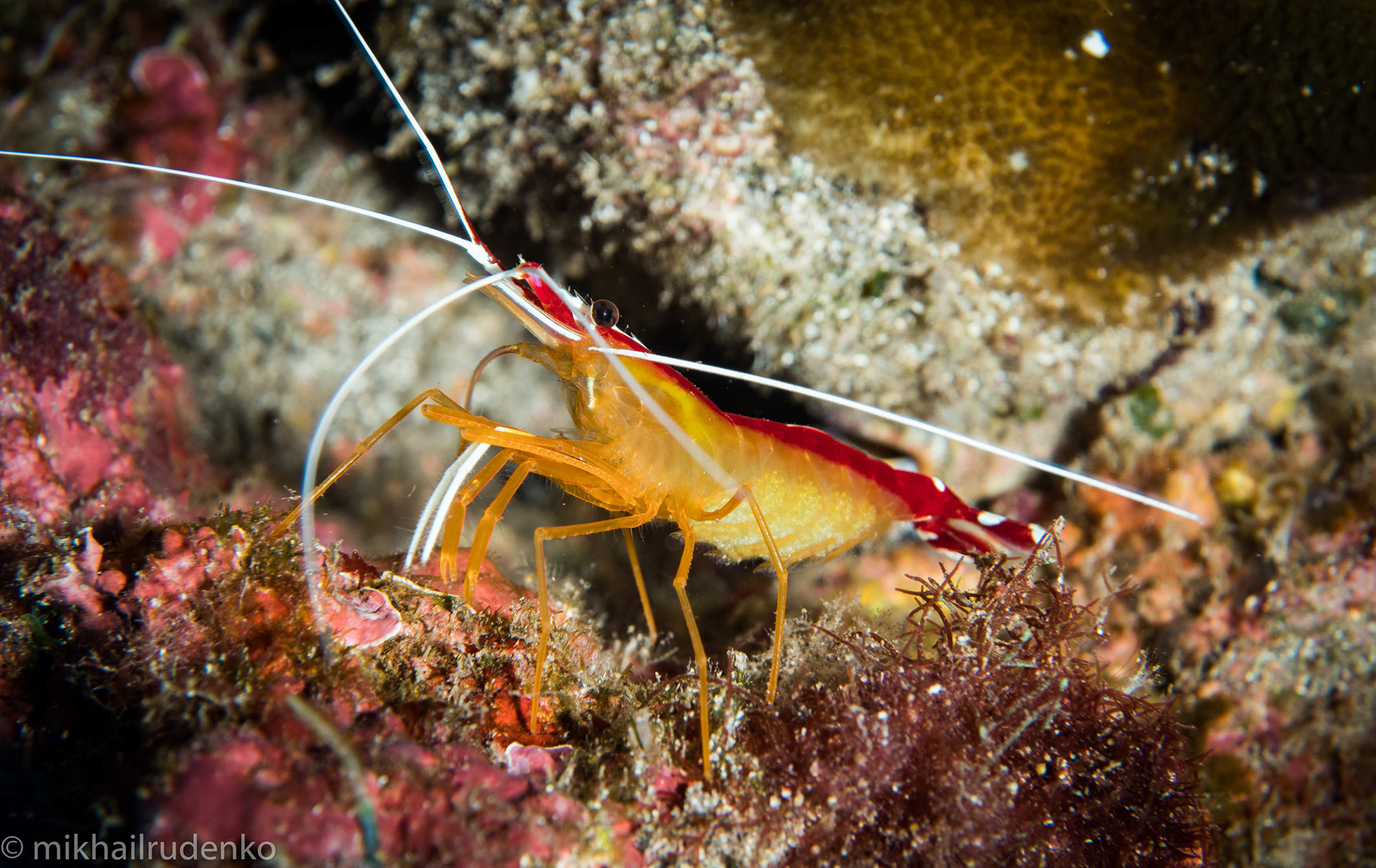 26. White-Stripe Cleaner shrimp