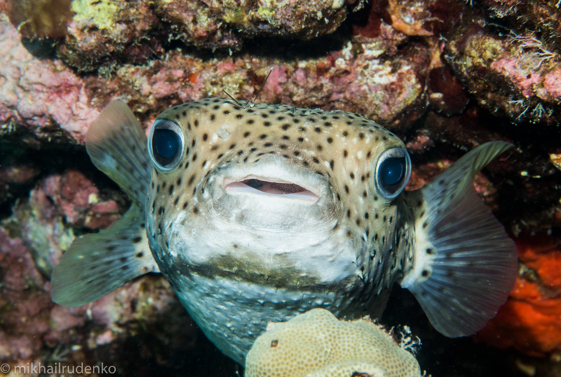 13. Giant Porcupinefish