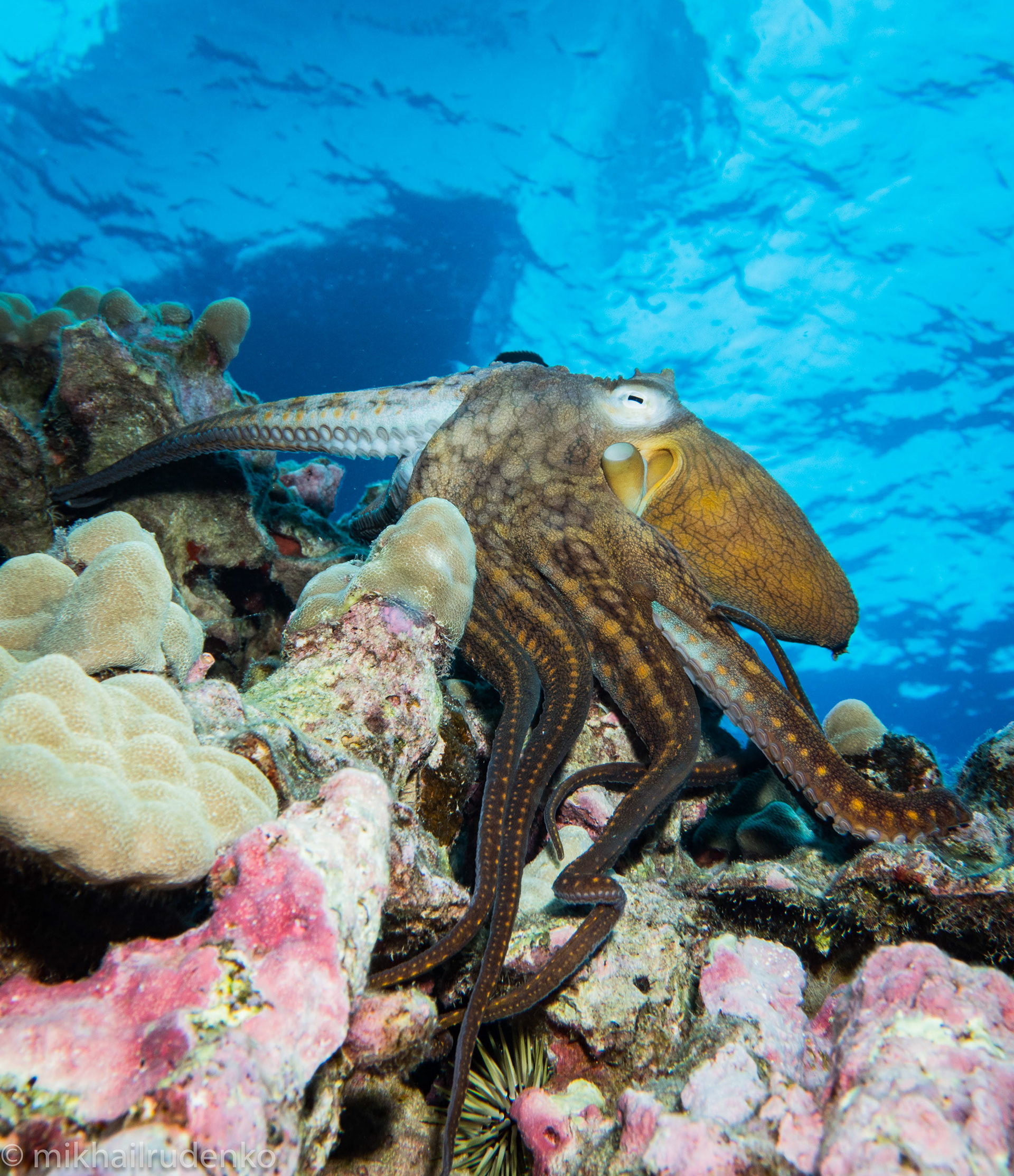 9. Day Octopus "walking"