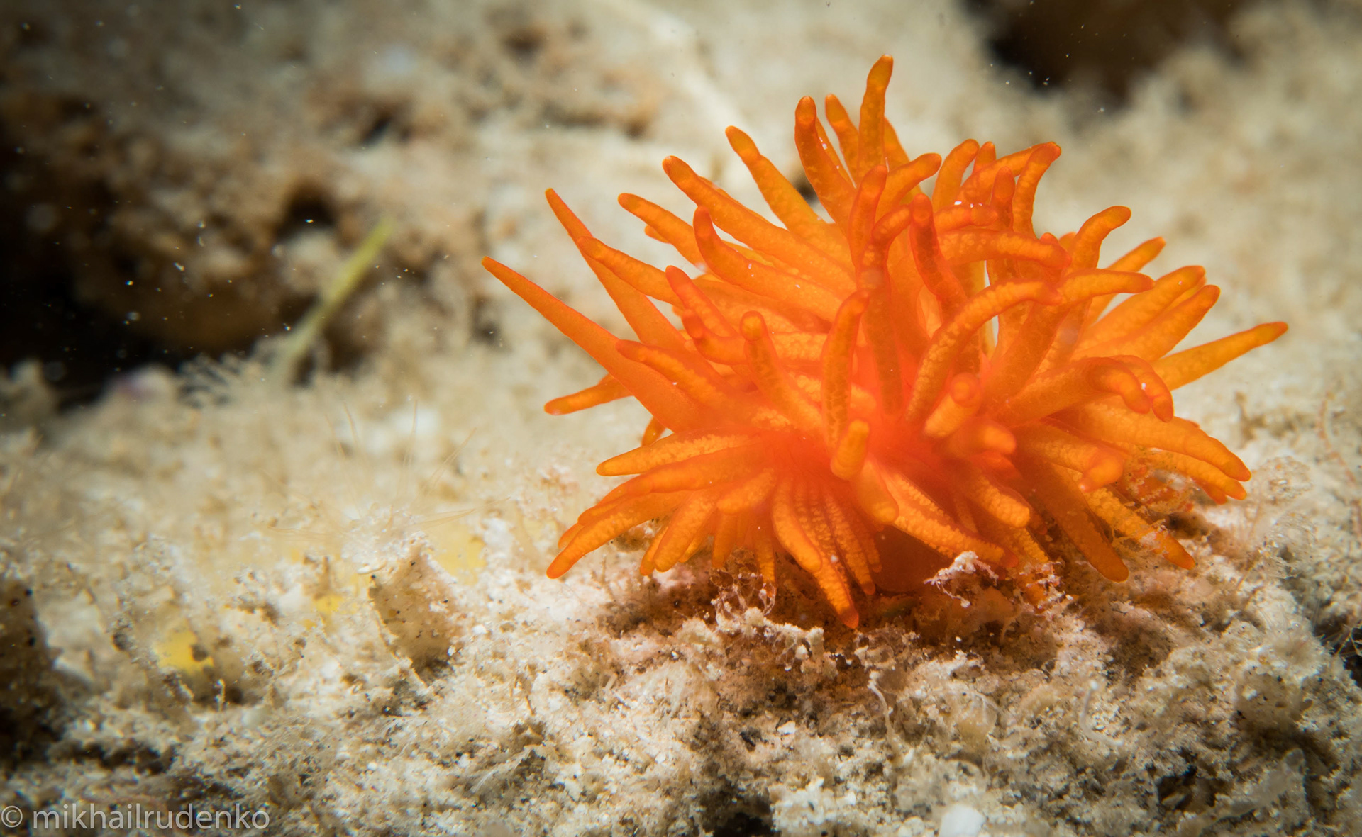 32. Cup Coral Nudibranch