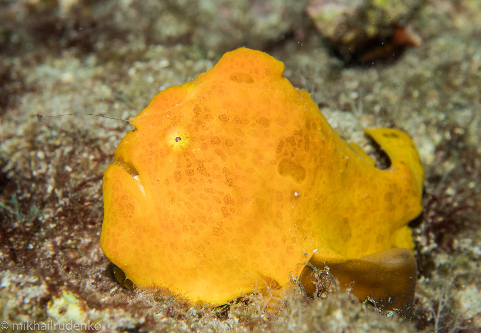 14. Mellow Yellow fishing