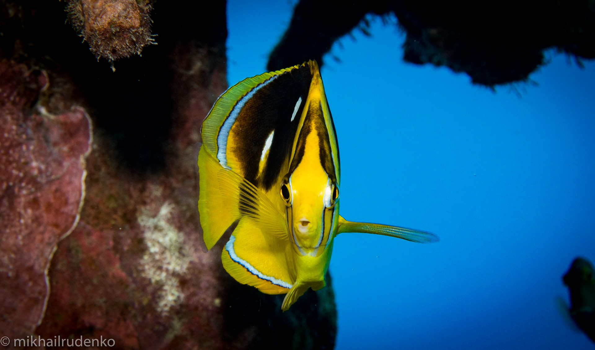2. Fourspot Butterflyfish