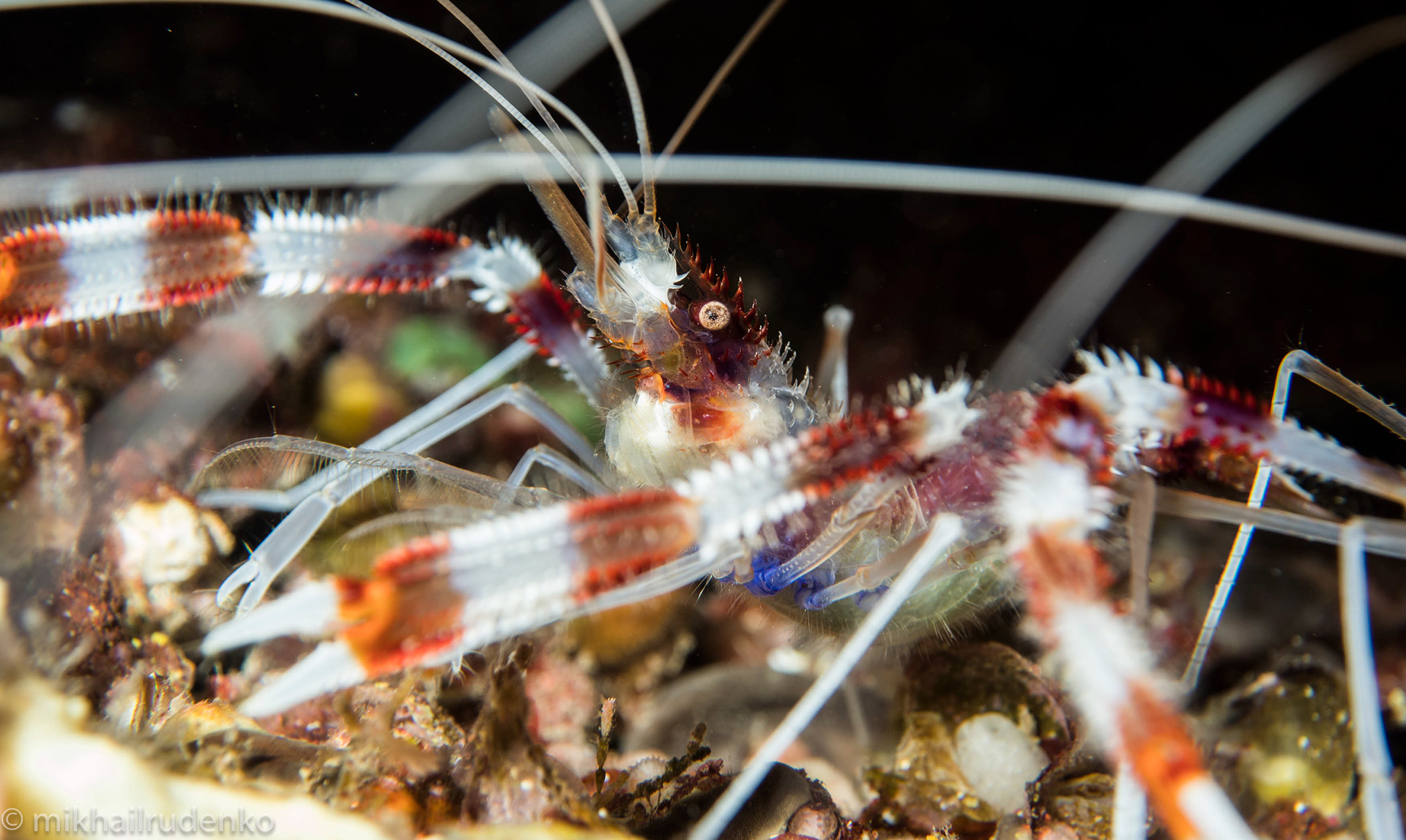 7. Banded Coral Shrimp