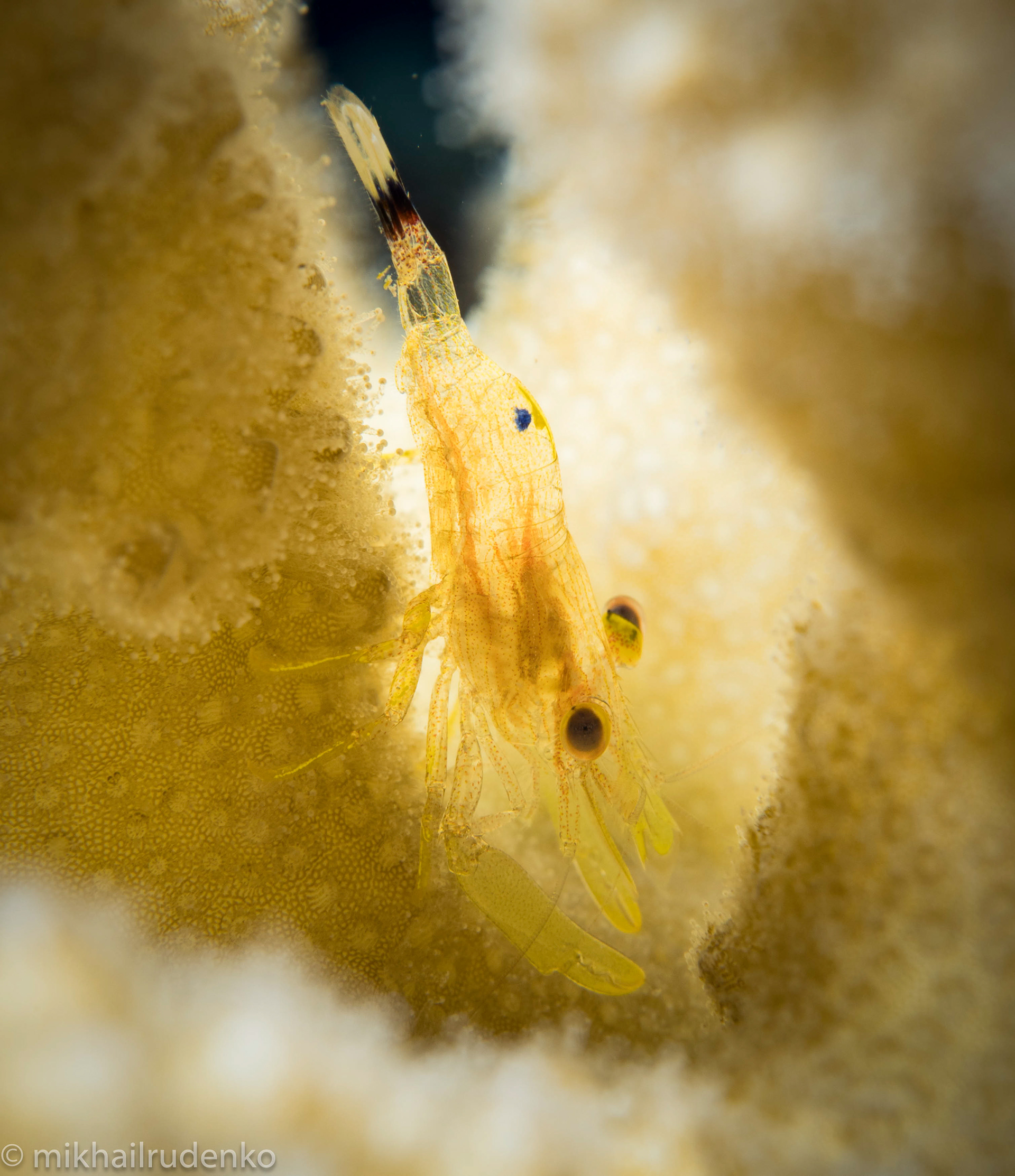 18. Flattened Coral shrimp