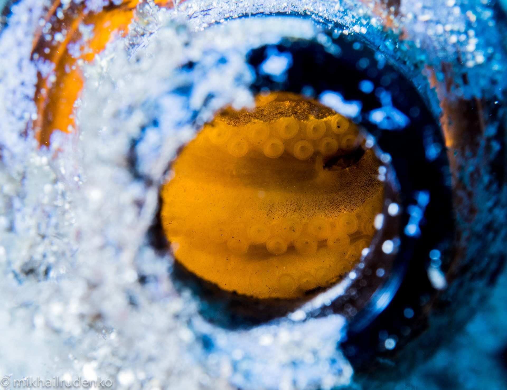 31. Octopus in a bottle