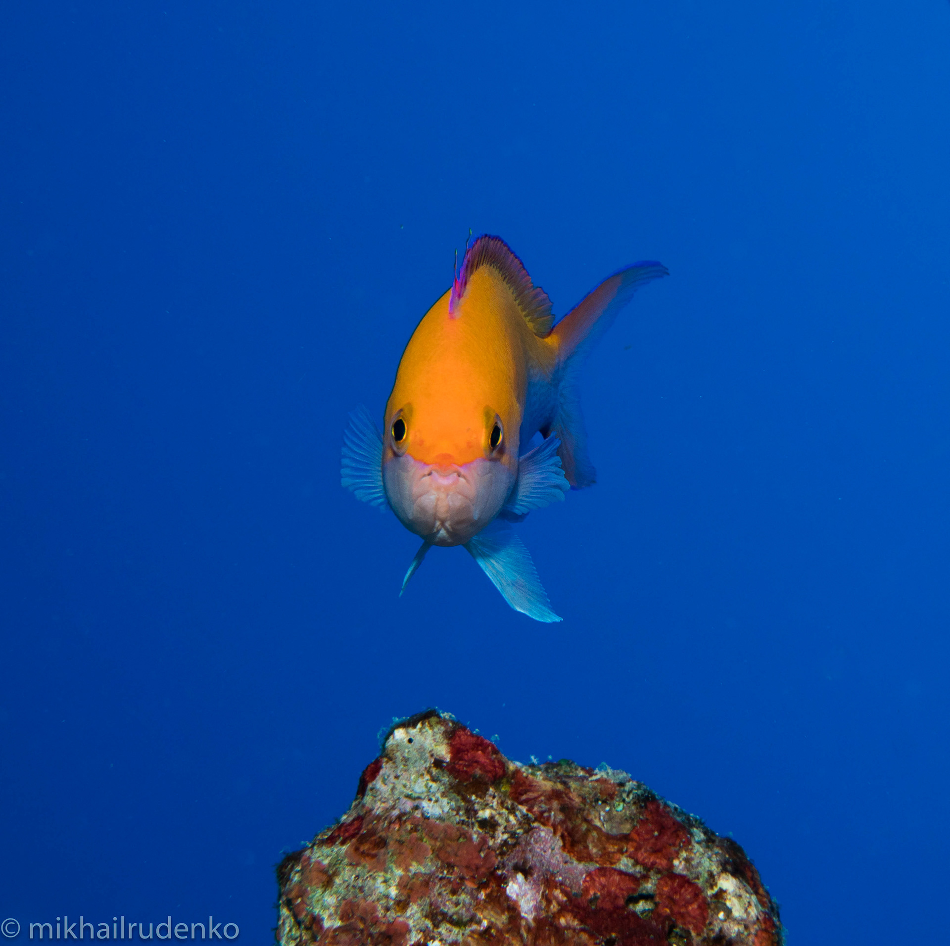 70. Bicolor Anthias