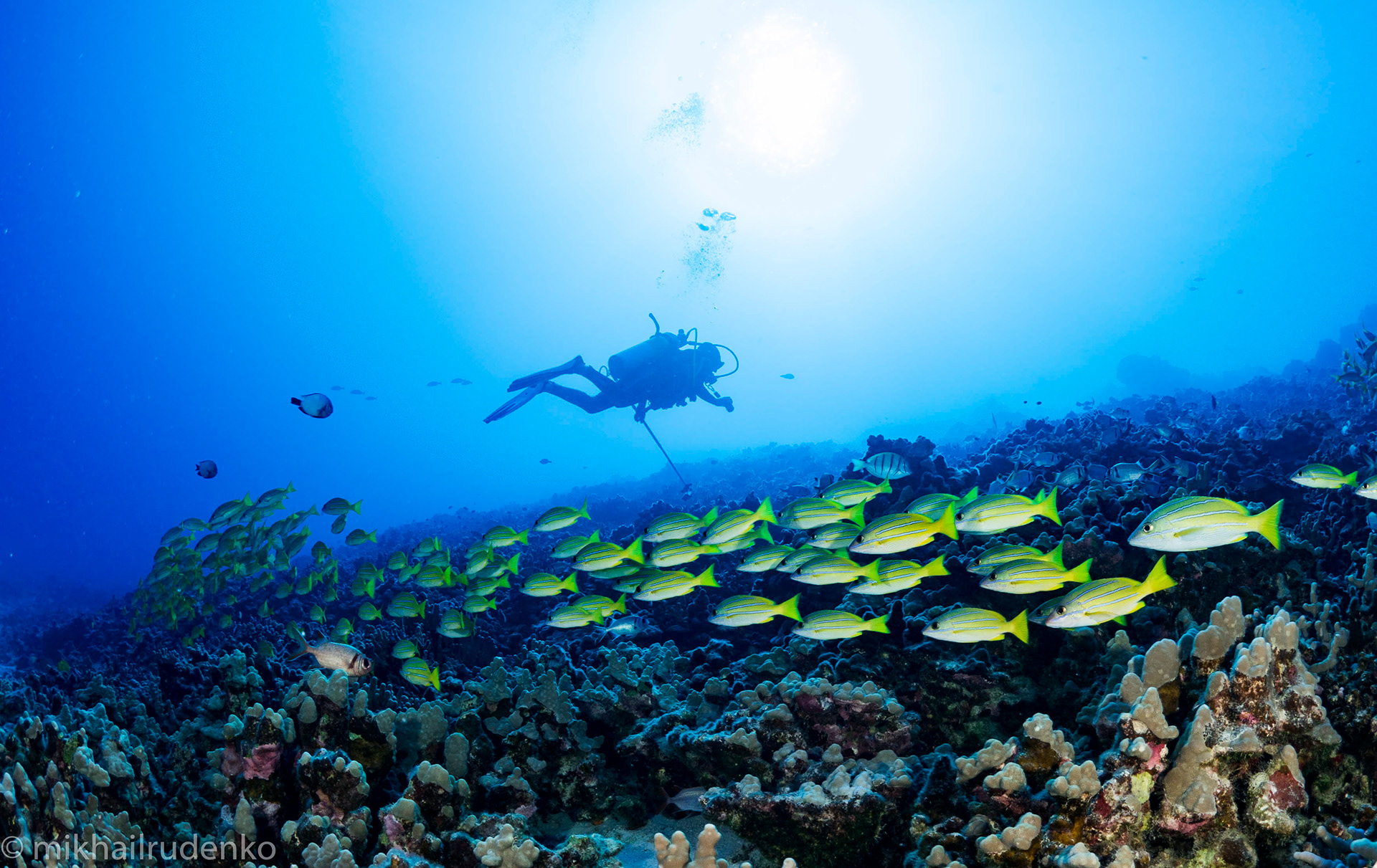 29. Bluestripe Snappers and Jess