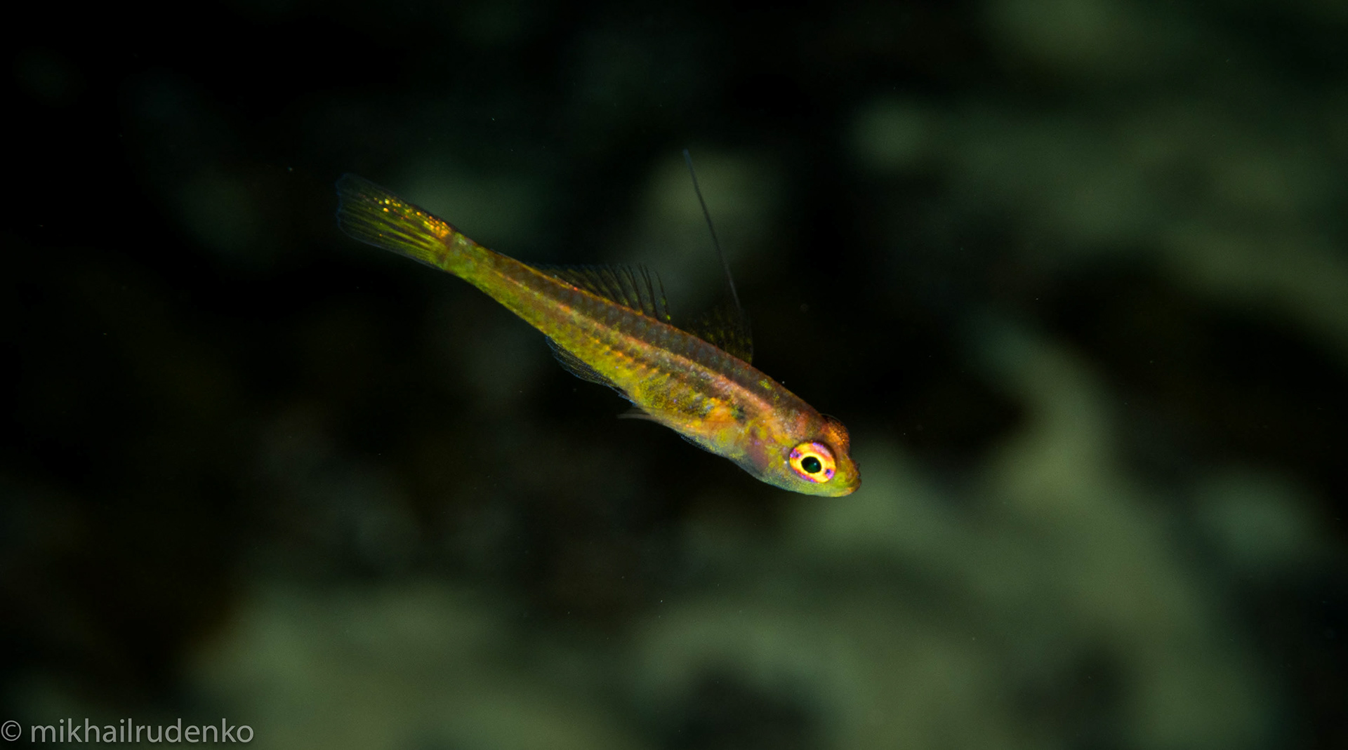 45. Taylor's Dwarf Goby