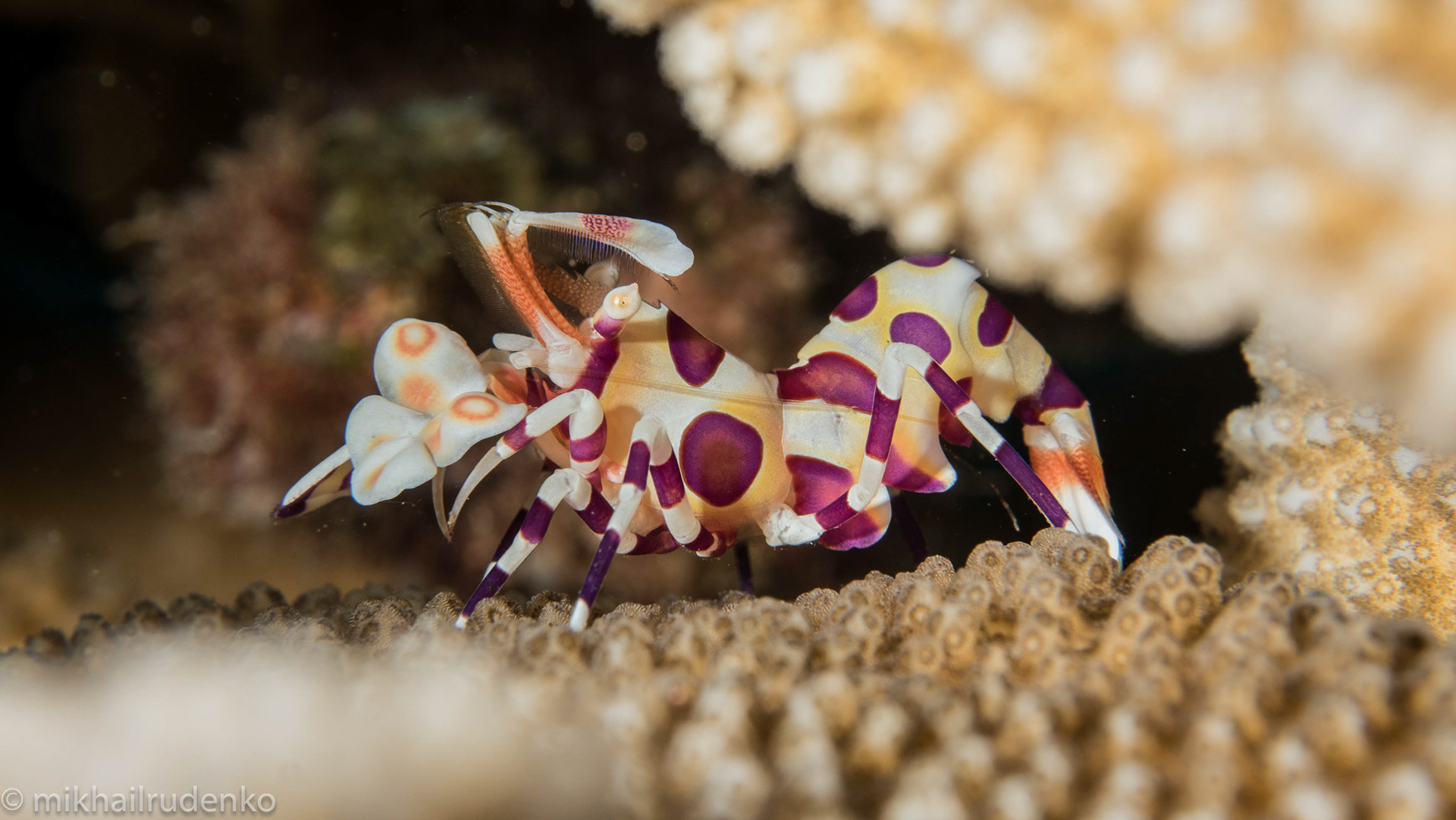 26. Harlequin Shrimp