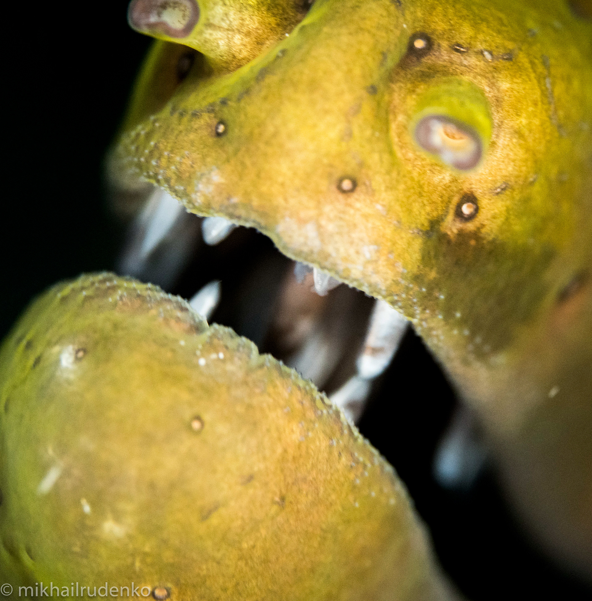 39. Teeth of Undulated Moray
