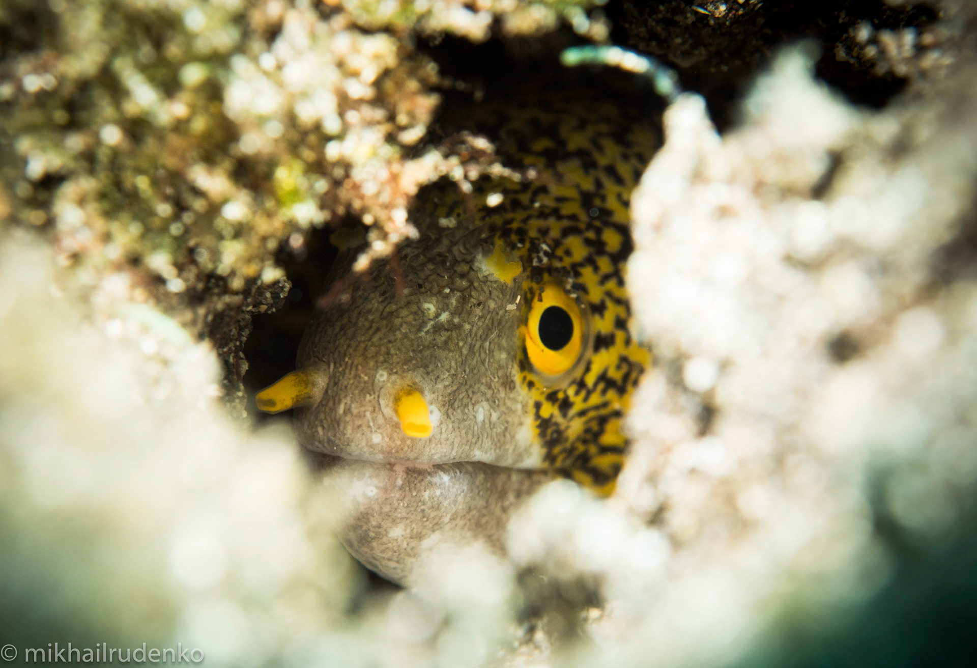 21. Snowflake moray
