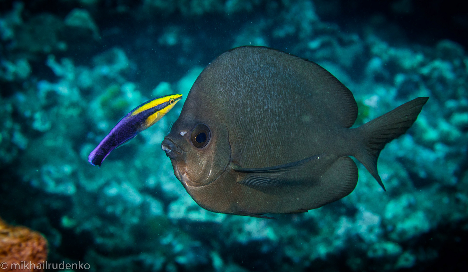 39. Cleaner Wrasse and Thompson's Butterflyfish
