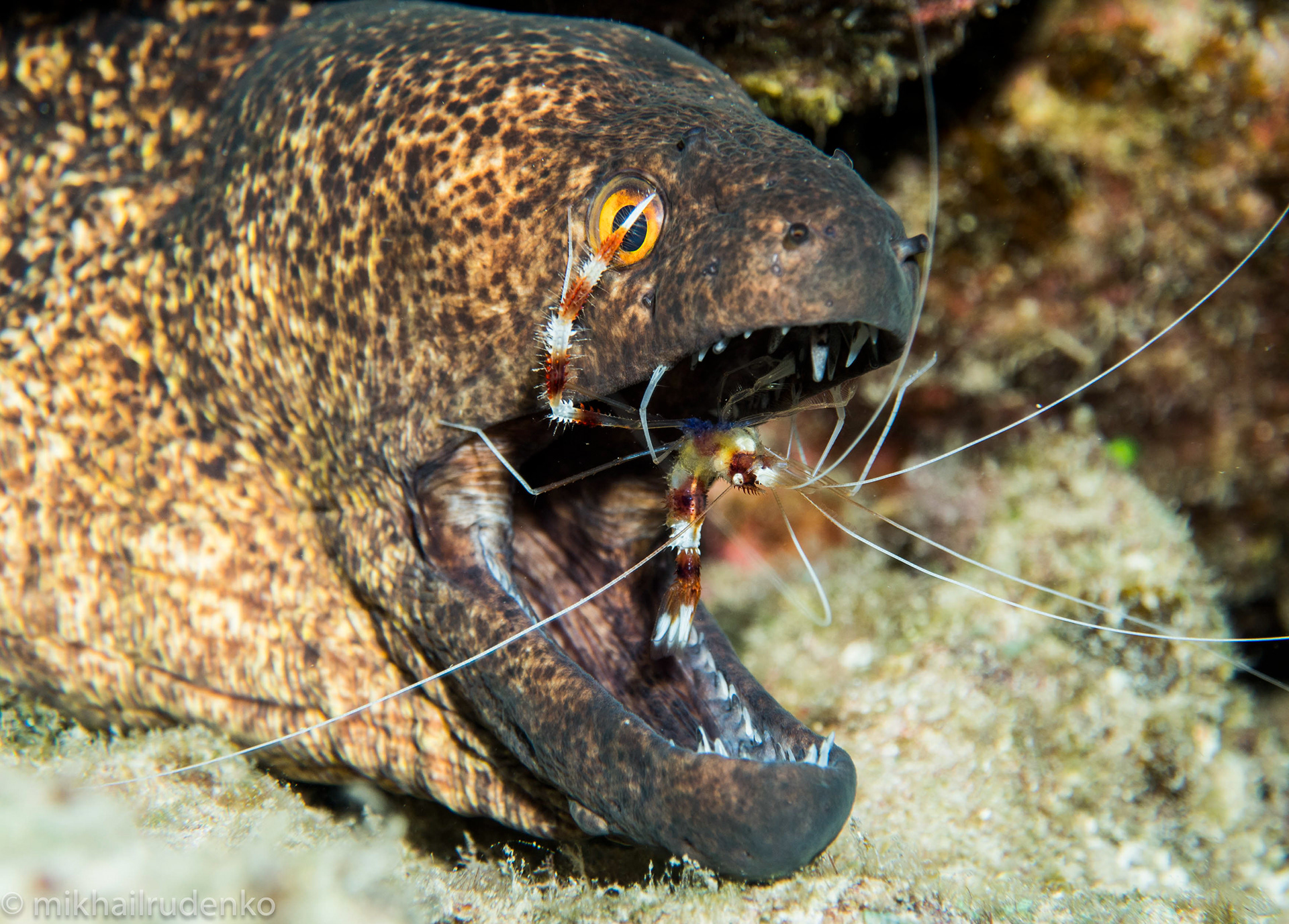 16. Yellowmargin Moray