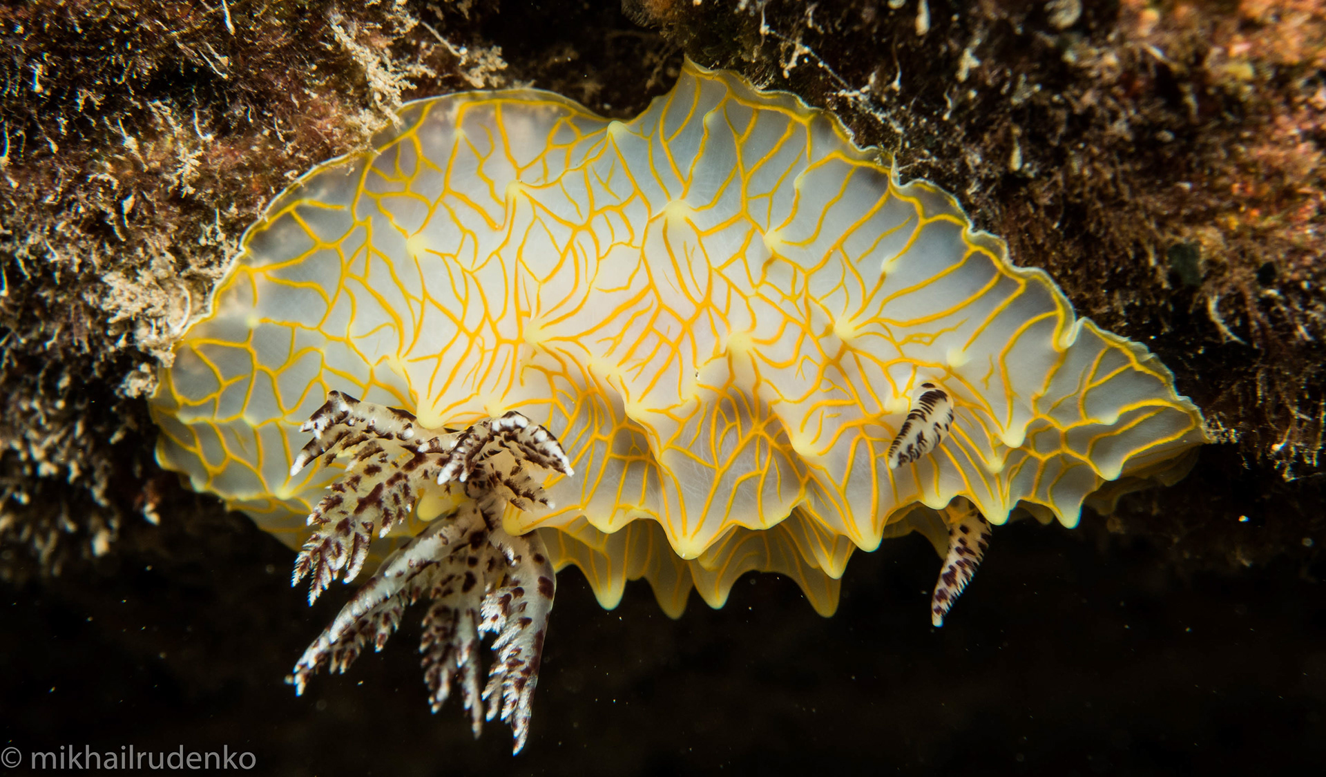 4. Gold Lace nudi