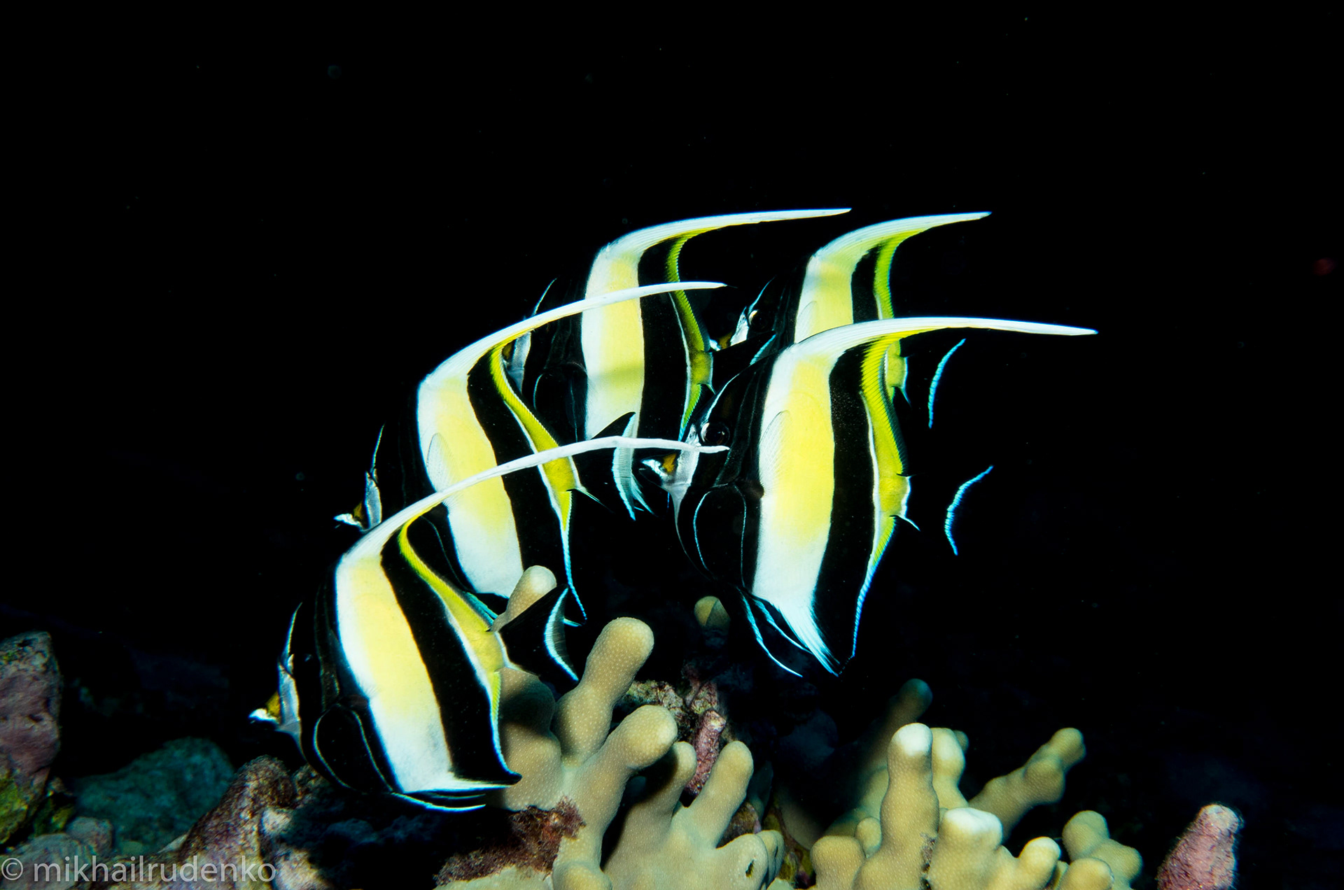 65. School of Moorish idols