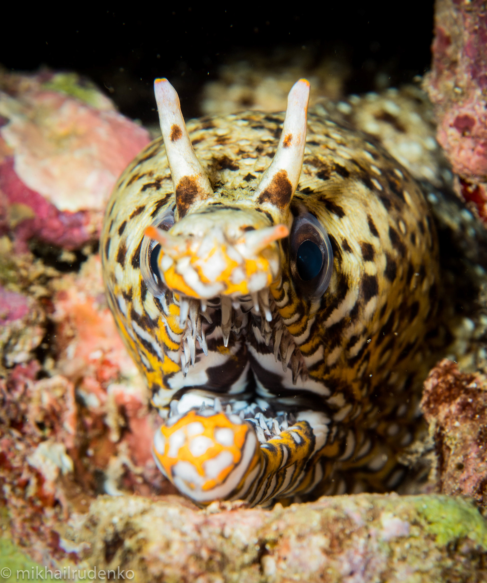 2. Dragon moray