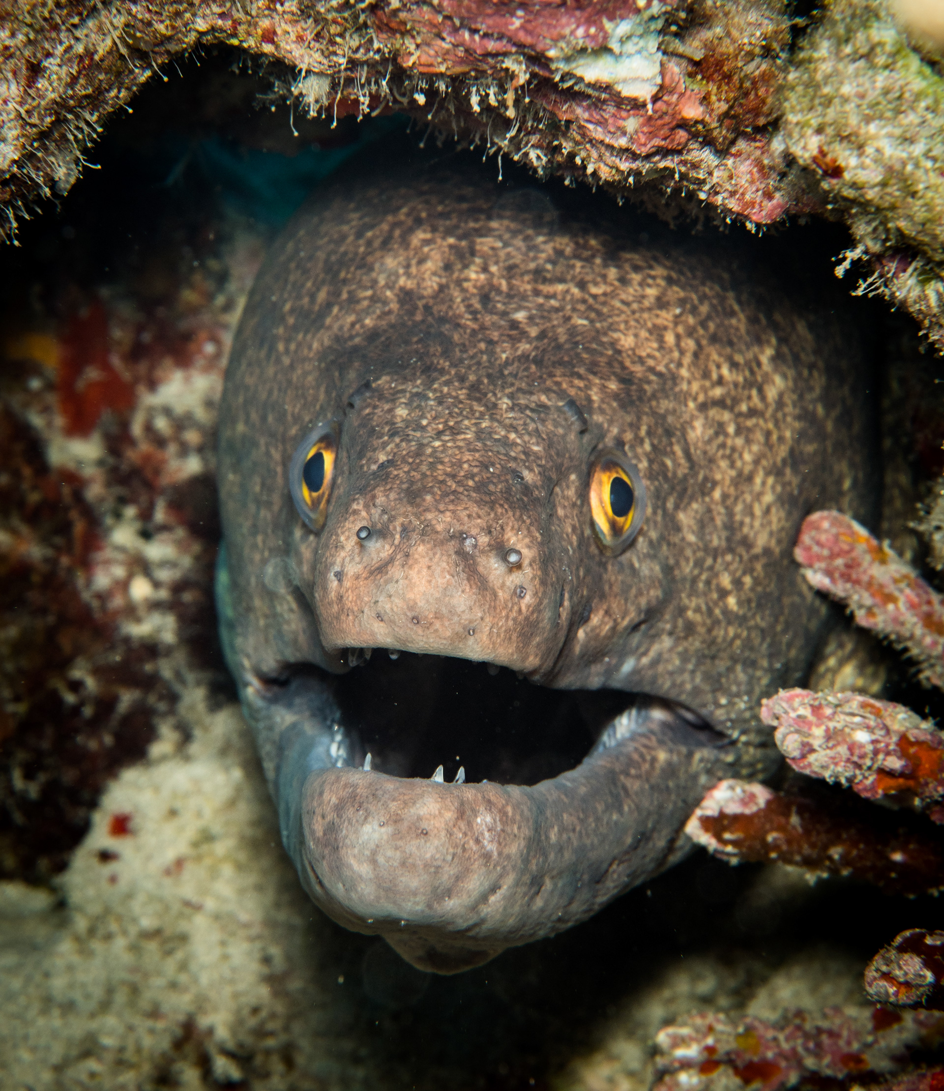 6. Yellowmargin moray