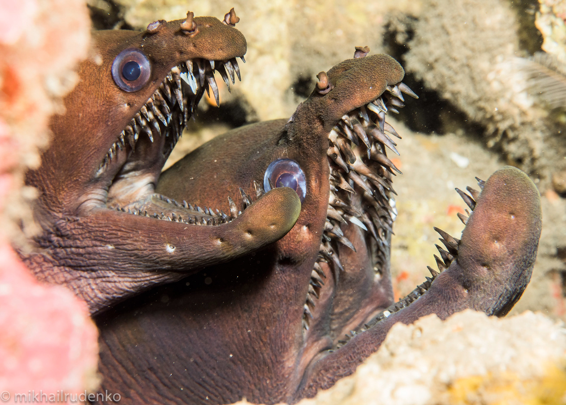 66. Two Viper Moray eels
