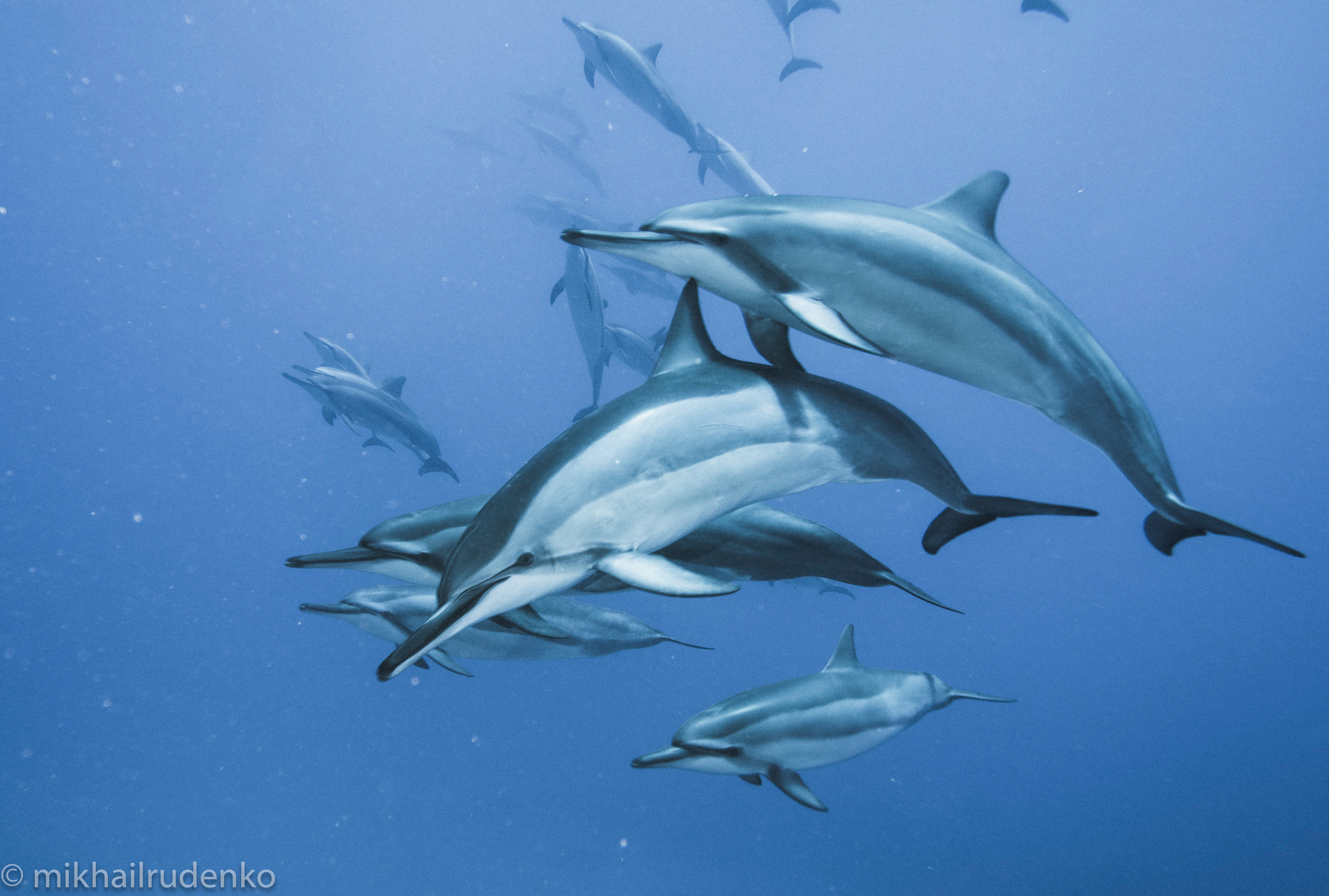 14. Spinner Dolphins
