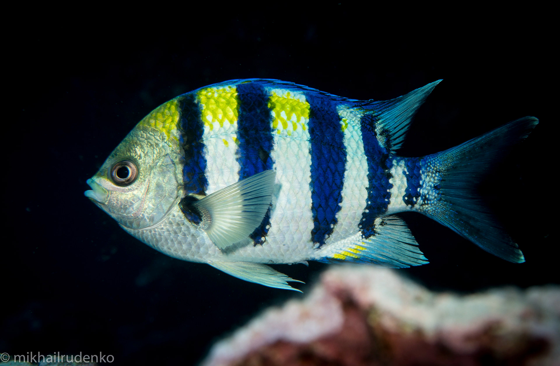 51. Sergeant Major damselfish