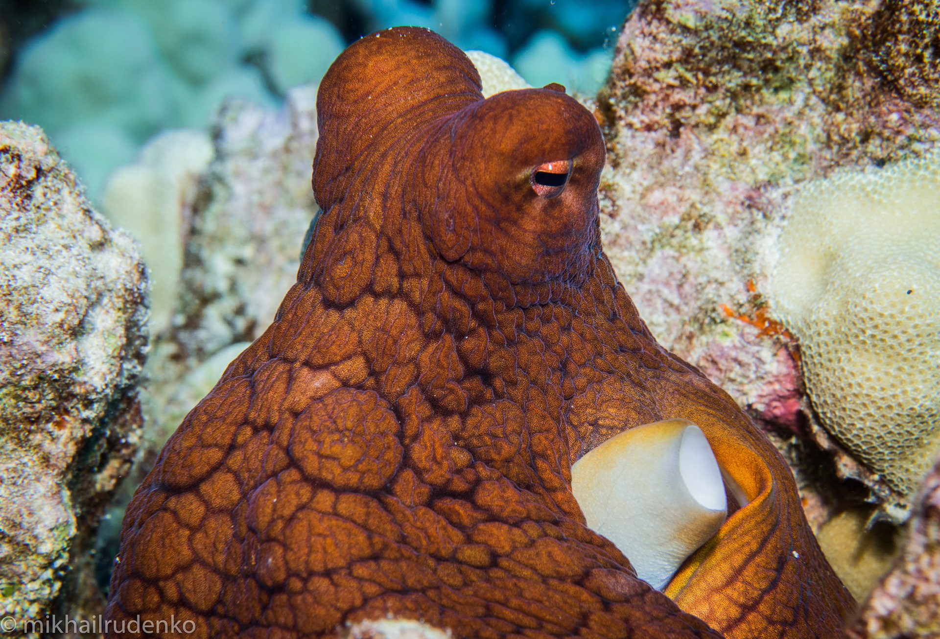 13. Very serious Day octopus