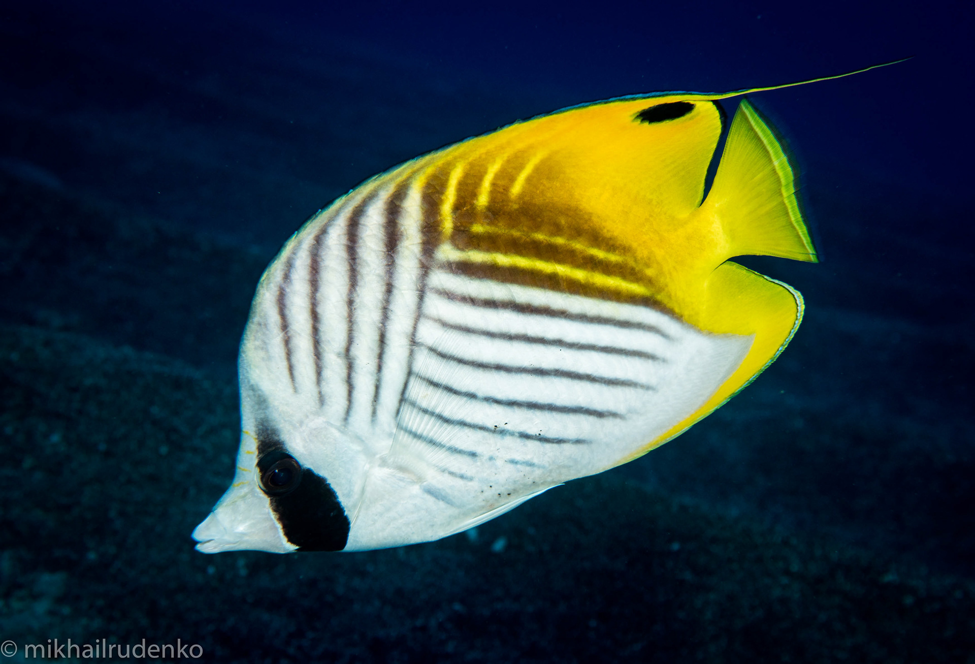 71. Threadfin Butterflyfish
