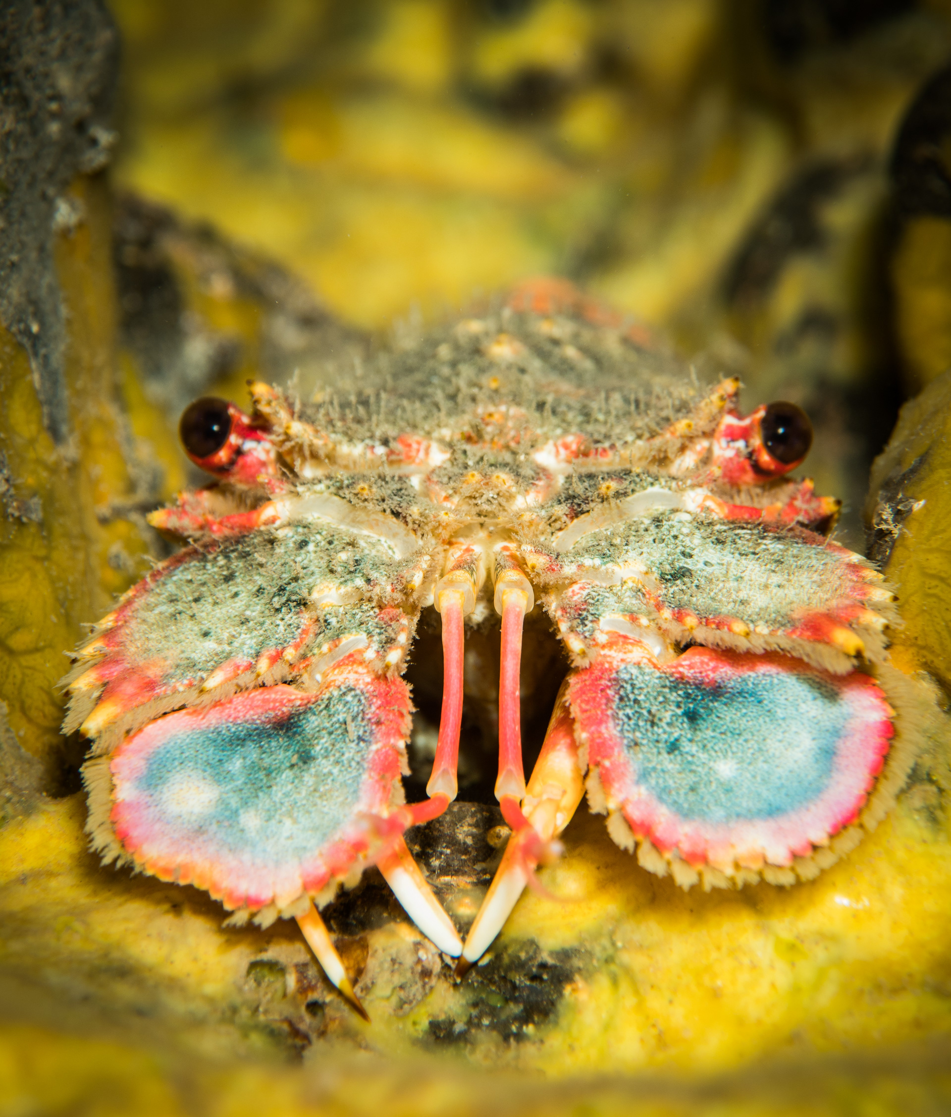 31. Regal Slipper lobster mugshot
