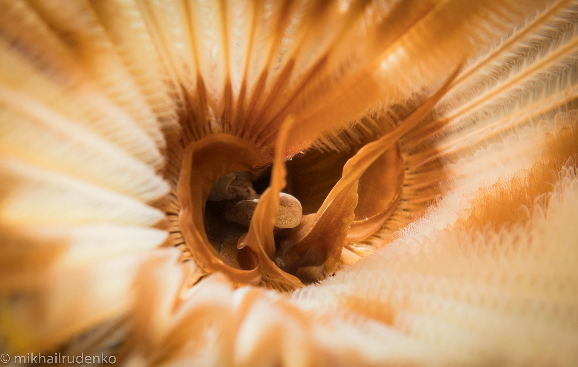 40. Mouth of Feather Duster Worm