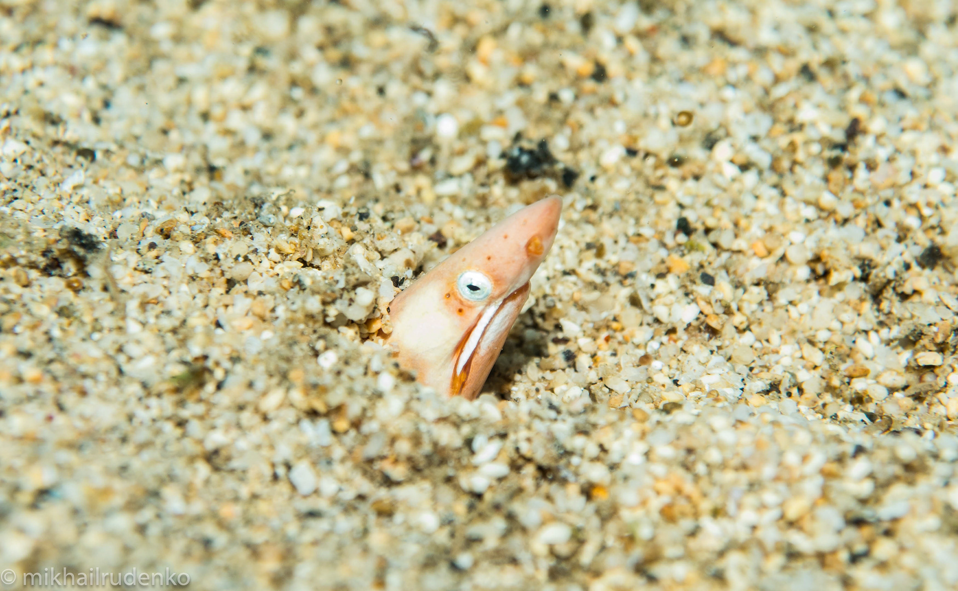 10. Pencil snake eel