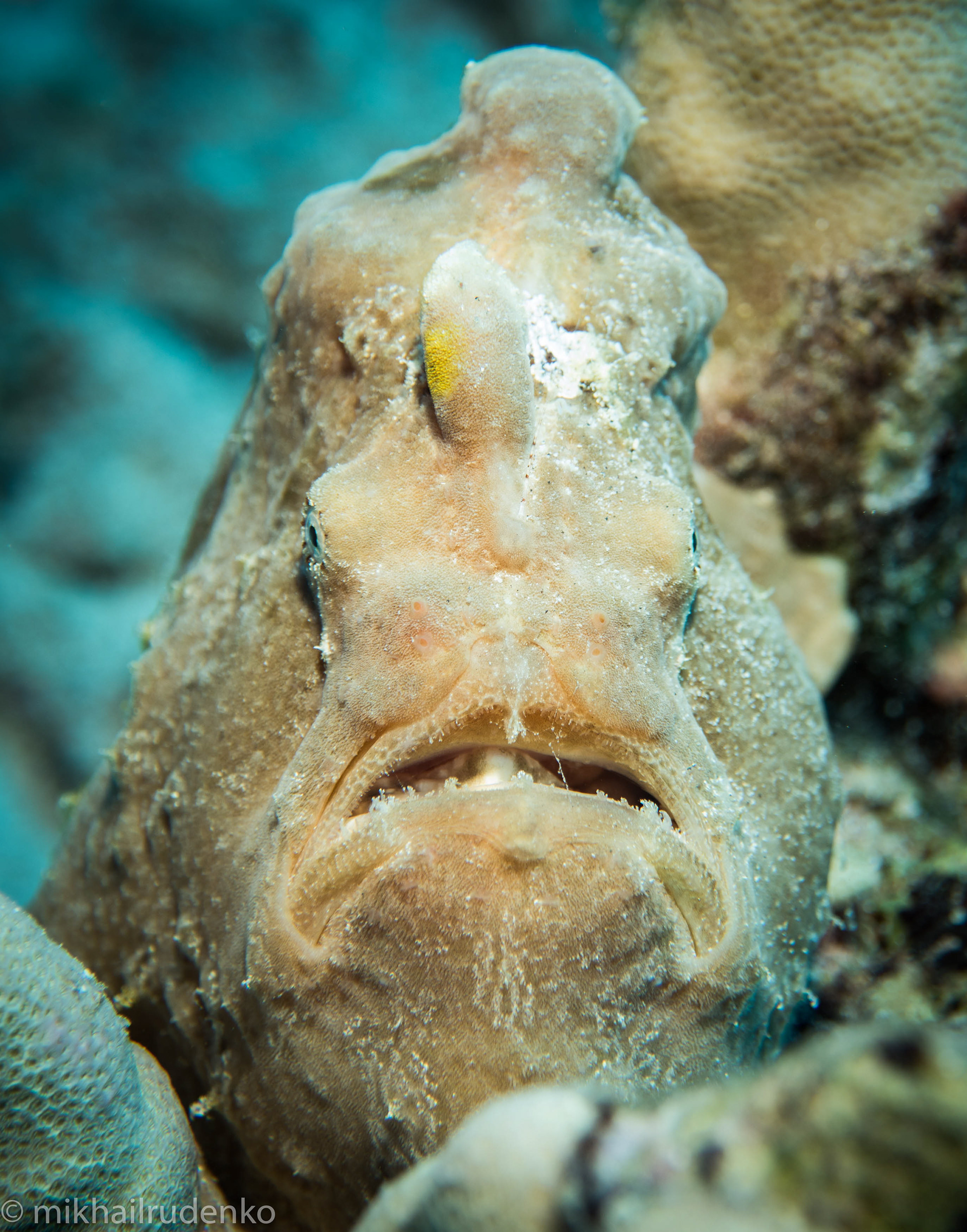 36. Commerson's Frogfish (no name given)