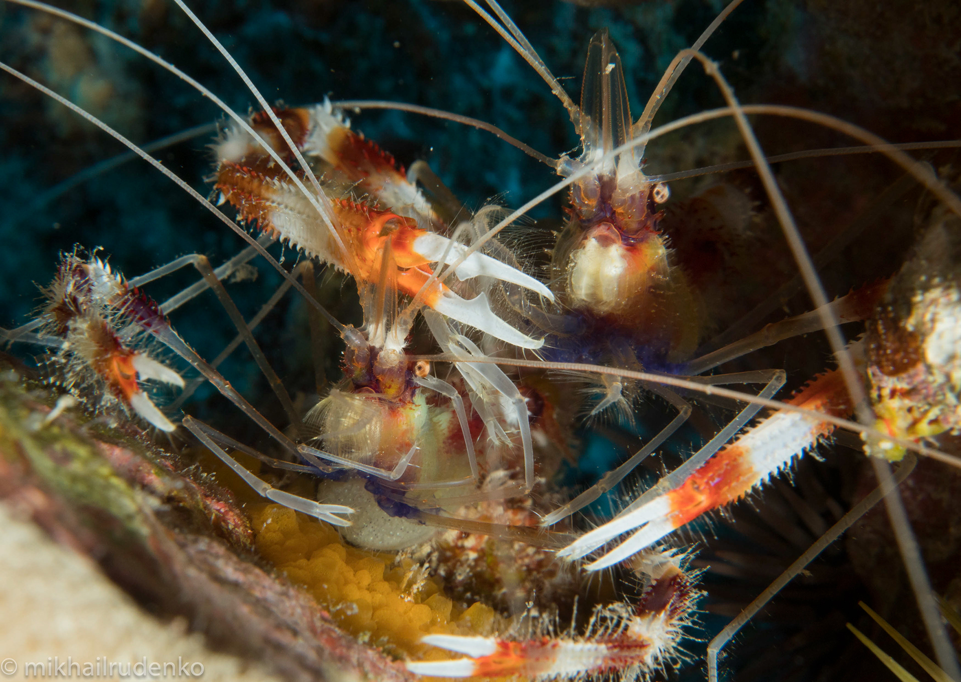 25. Two Banded Coral Shrimp and freshly laid eggs