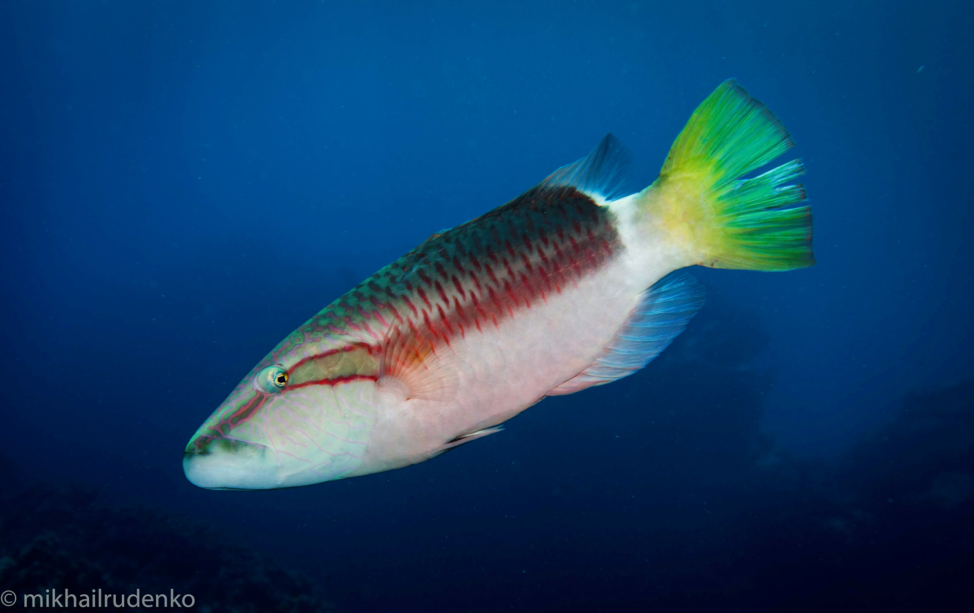 75. Ringtail Wrasse