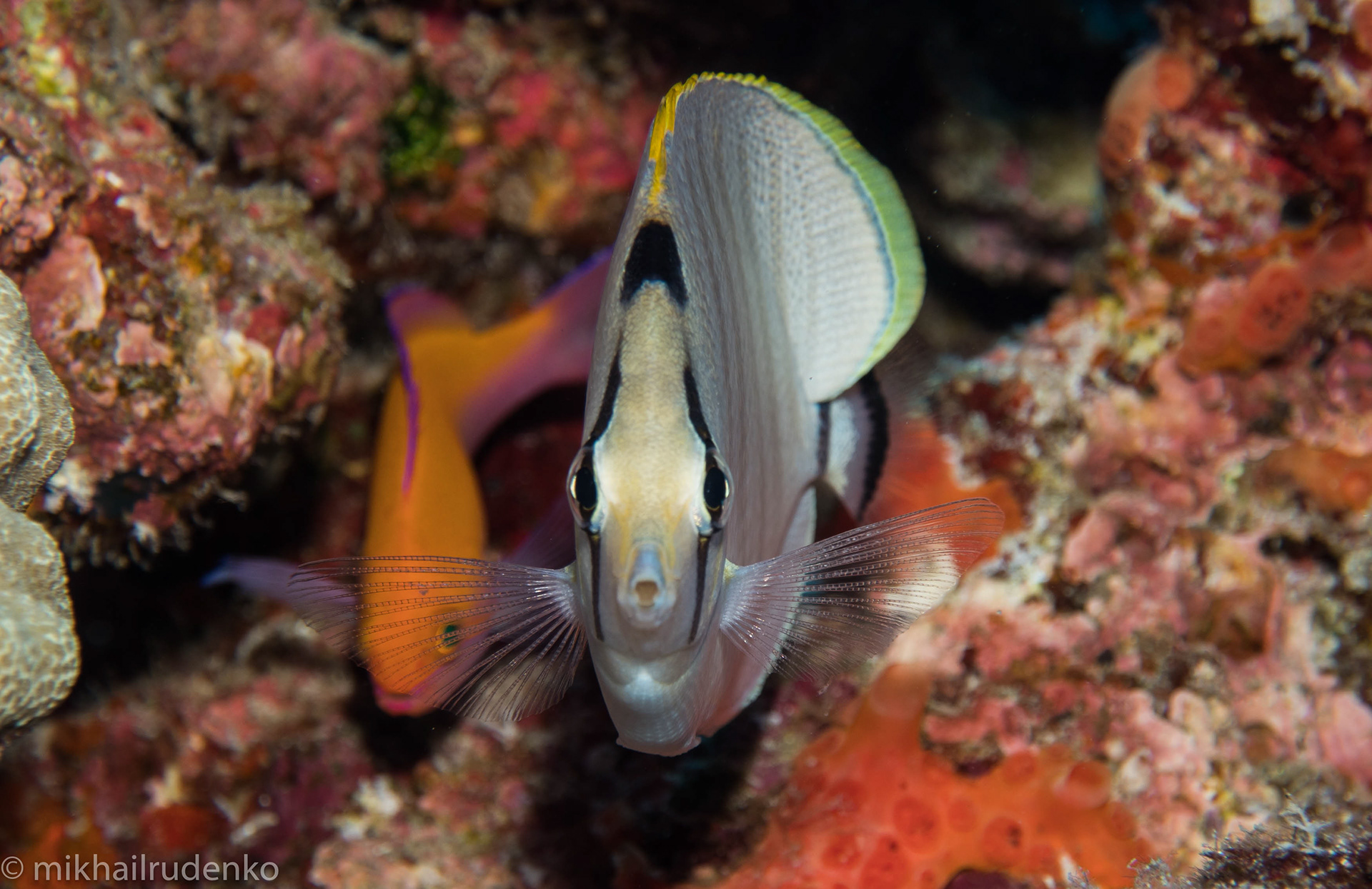 54. Multiband Butterflyfish and baby Bicolor Anthias