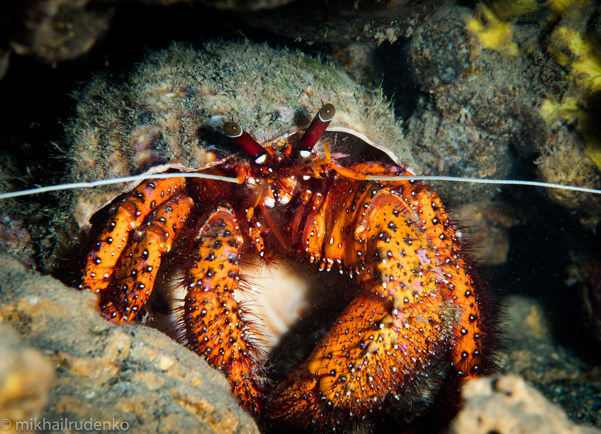 29. White-Spotted Hermit crab