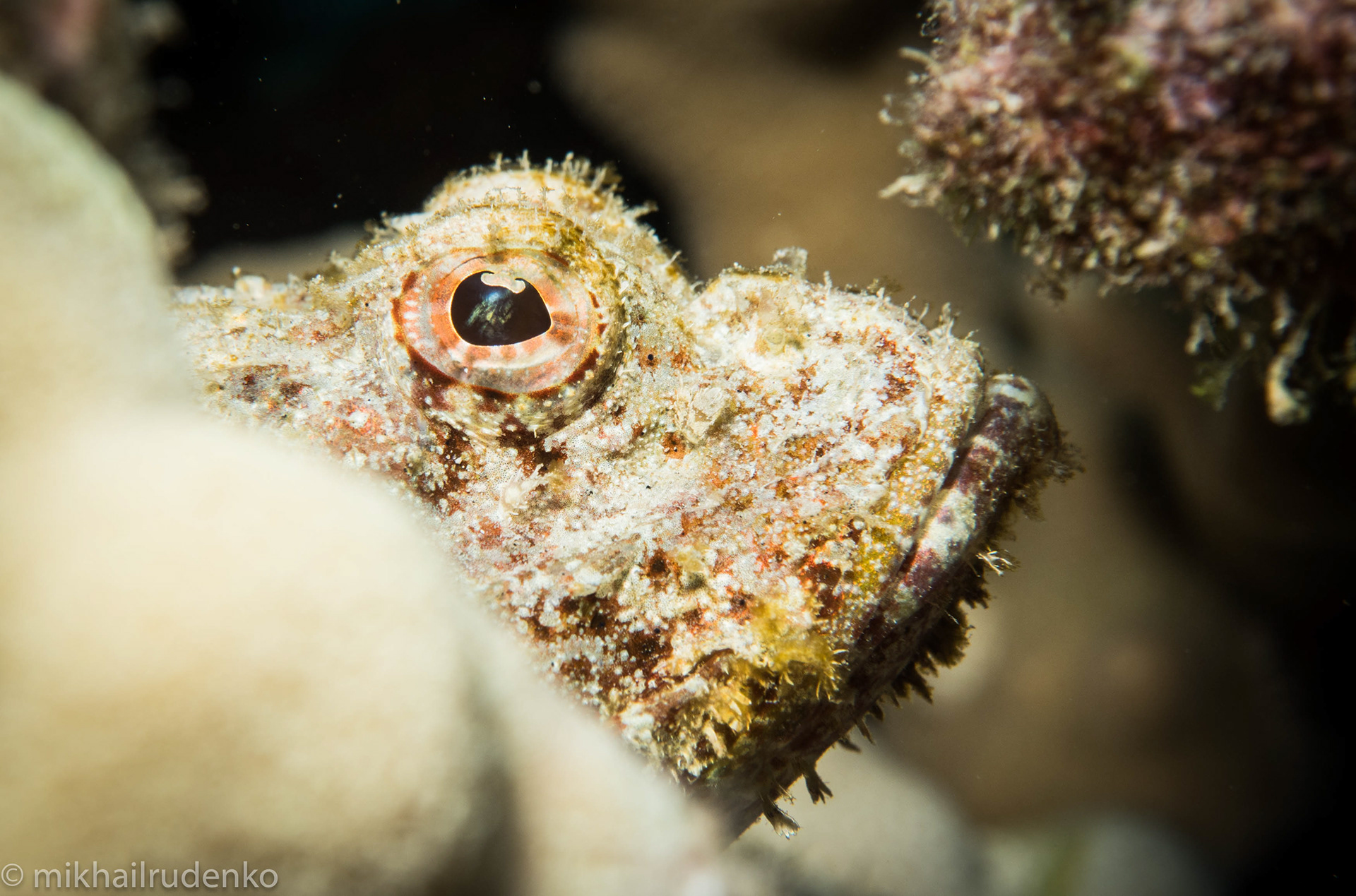 73. Shortsnout Scorpionfish