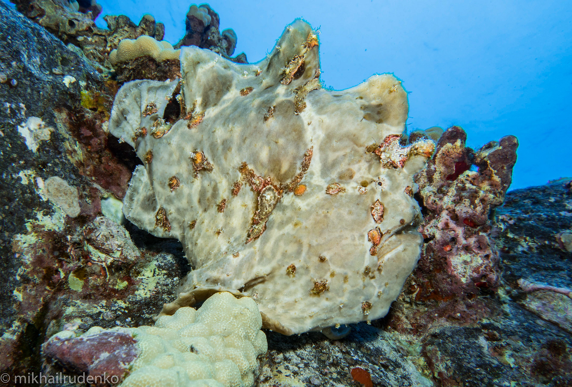 11. Commerson's Frogfish (no name given)