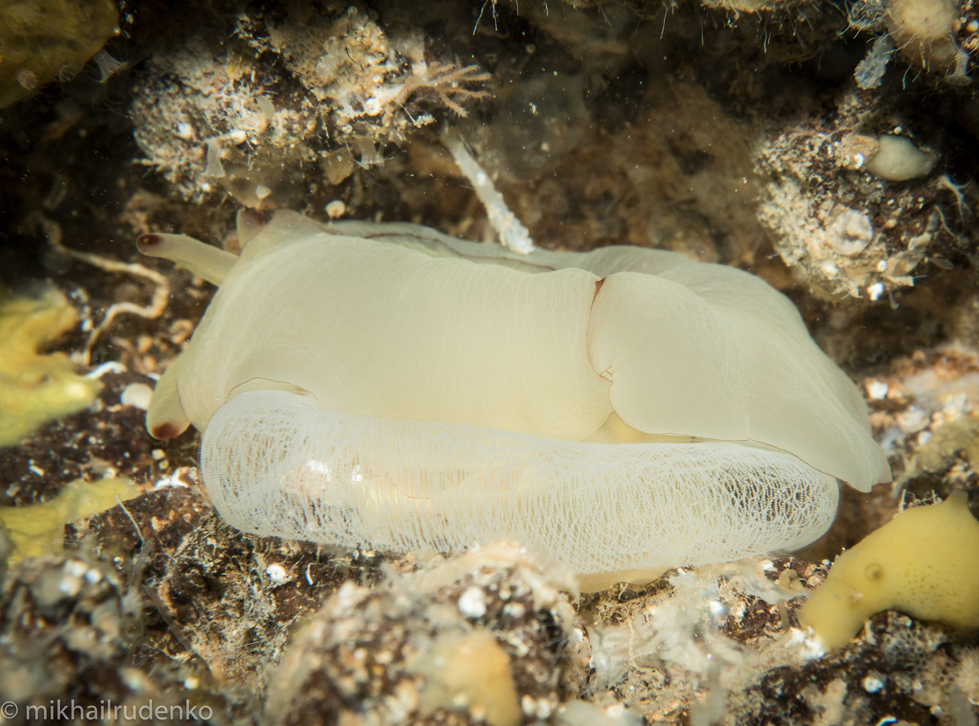 19. Berthella martensi laying eggs